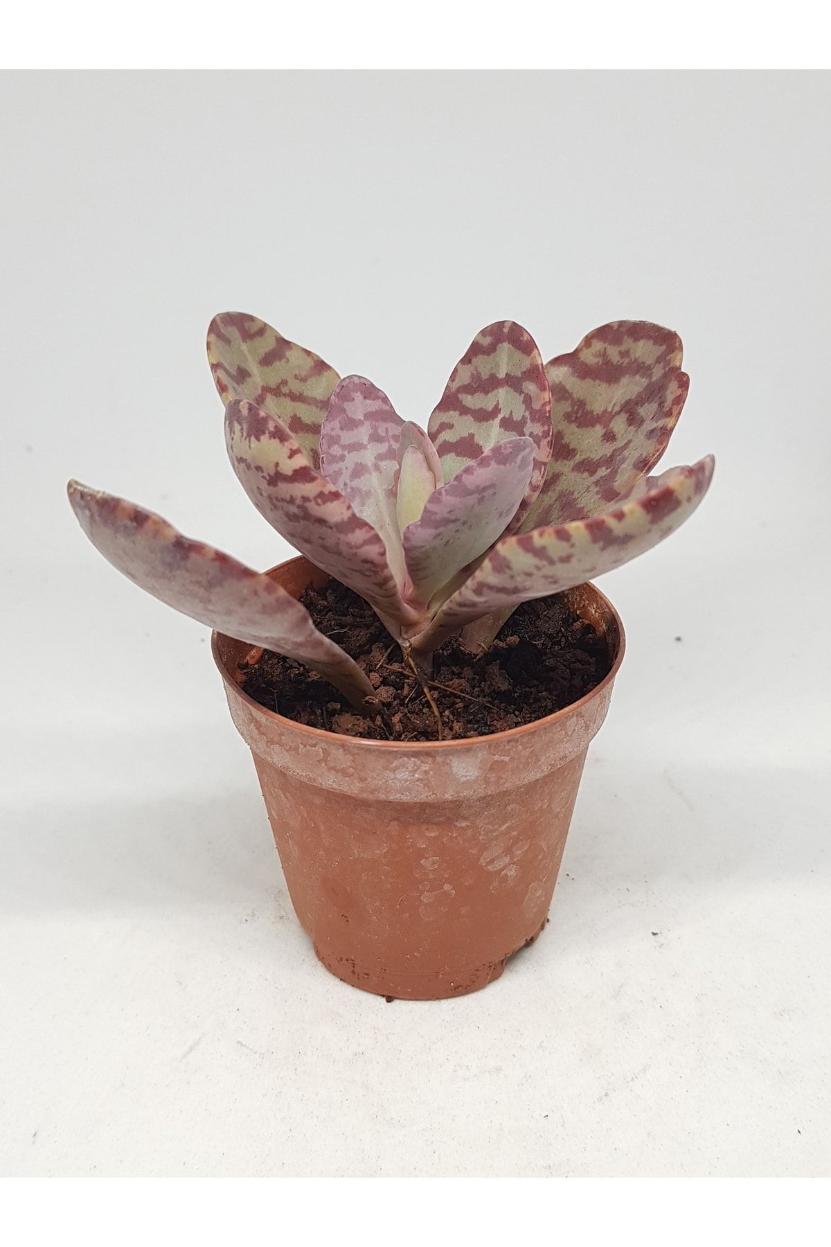 Kalanchoe Humilis Doğal Desenli Yapraklı Sukulent 5.5cm Saksılı 2