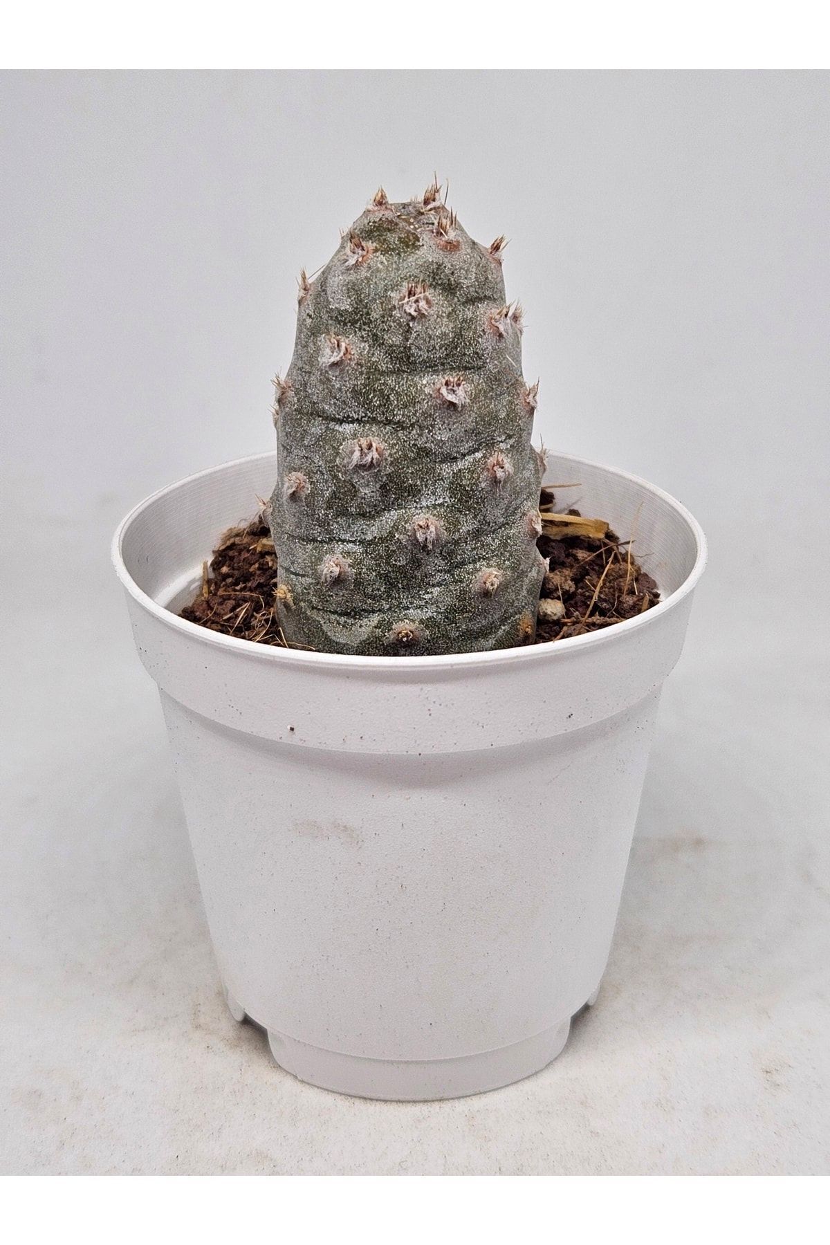 Tephrocactus Articulatus Var. Inermis Parlak Beyaz Çiçek Açan Kaktüs 5,5cm Saksılı 3