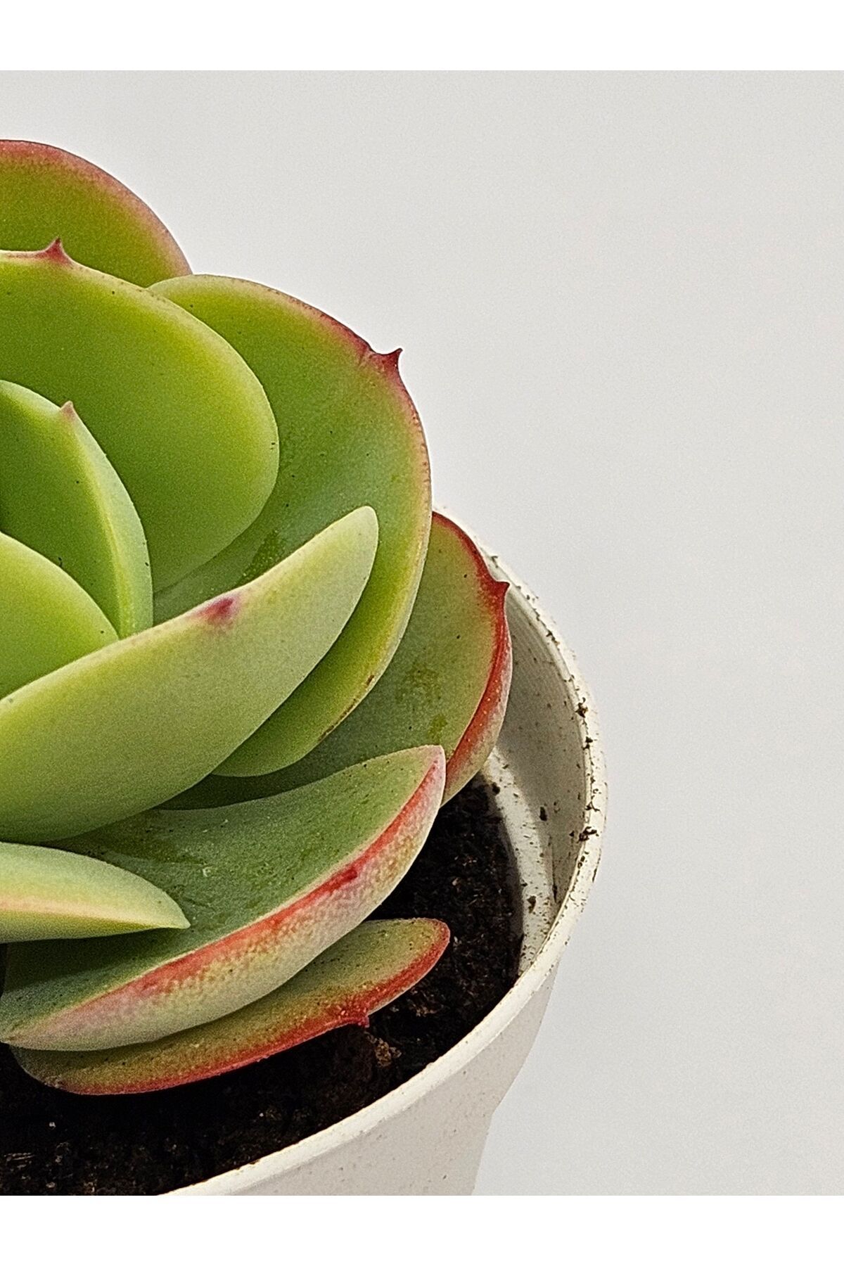 Echeveria Mocha İthal Koleksiyonluk Tür Sukulent 5,5cm Saksılı 3