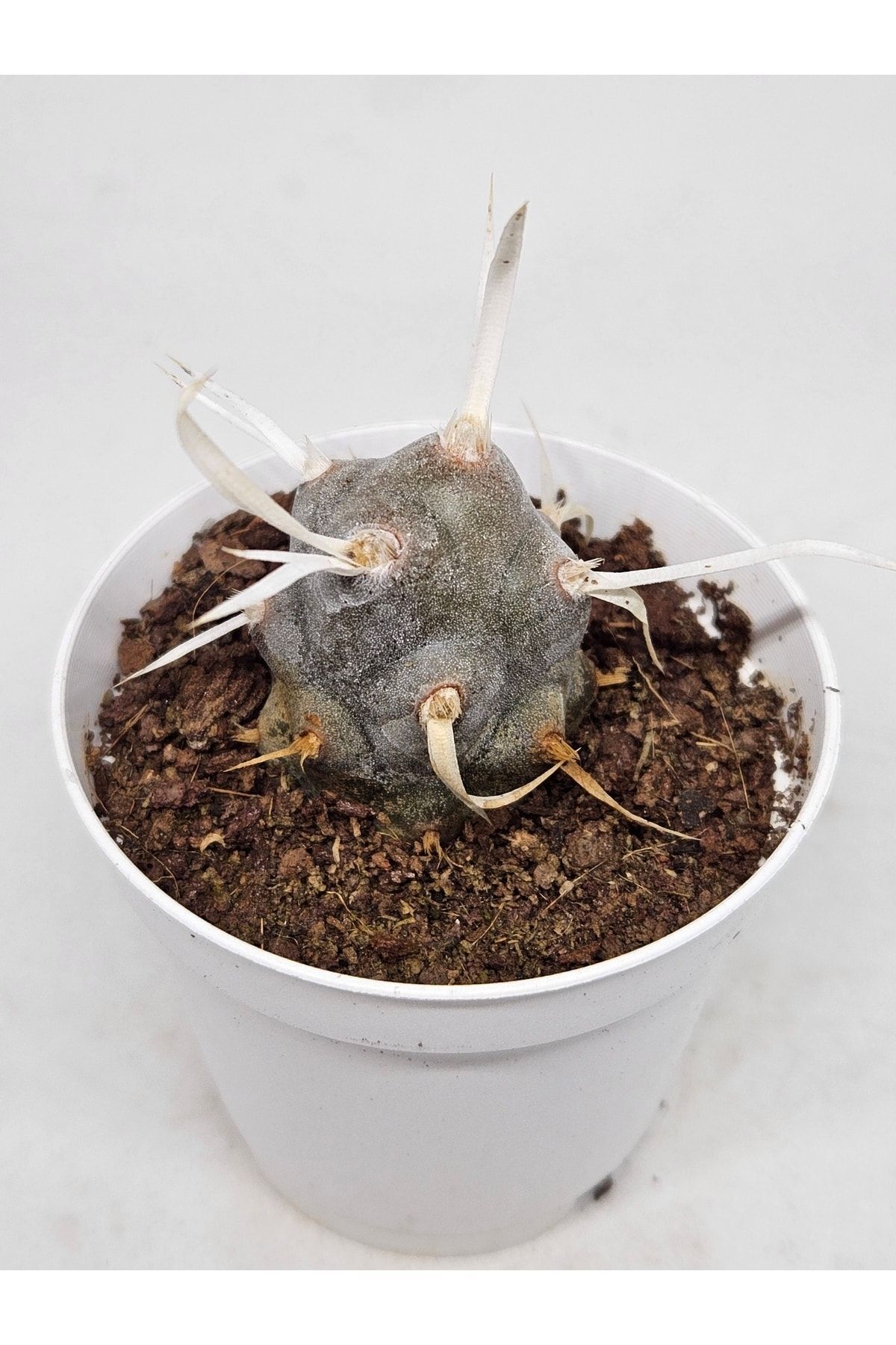 Tephrocactus Articulatus Papyracanthus Beyaz Çiçek Açan Kaktüs 5,5cm Saksılı 3