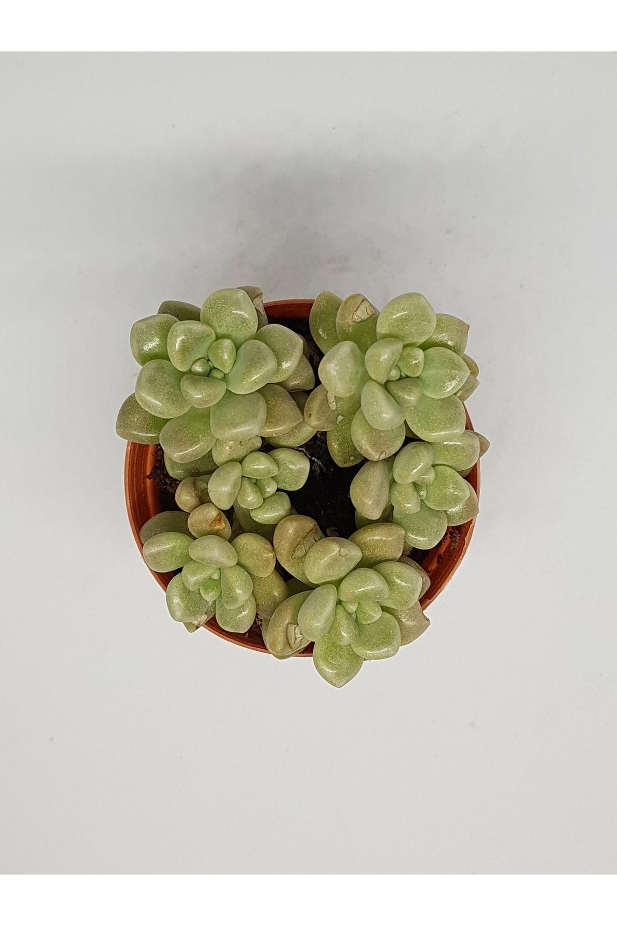 Graptopetalum Mendozae 5,5cm Saksılı