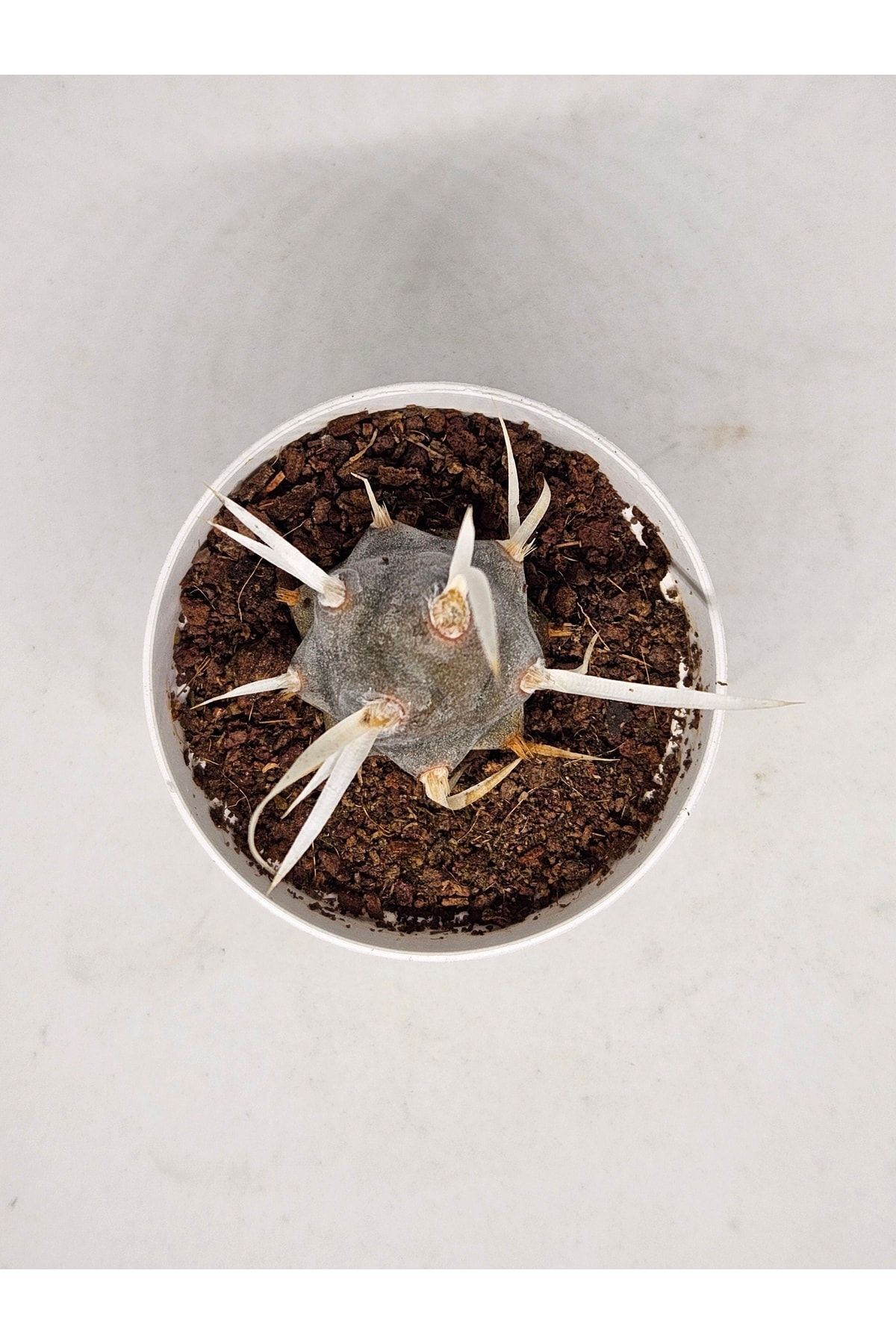 Tephrocactus Articulatus Papyracanthus Beyaz Çiçek Açan Kaktüs 5,5cm Saksılı 2