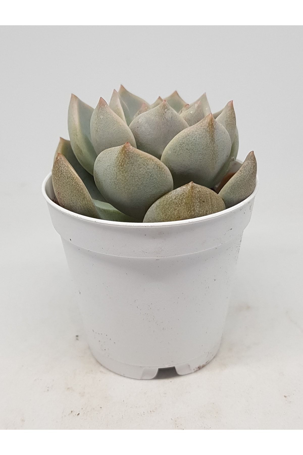 Graptoveria Titubans Sukulent 5.5cm Saksılı 2