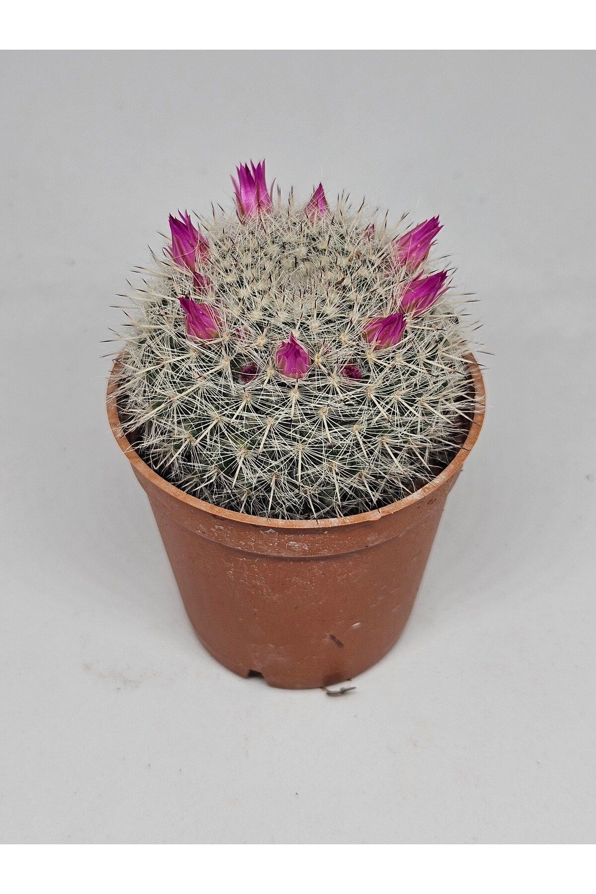 Mammillaria Hahniana Kaktüs 5,5cm Saksılı 2