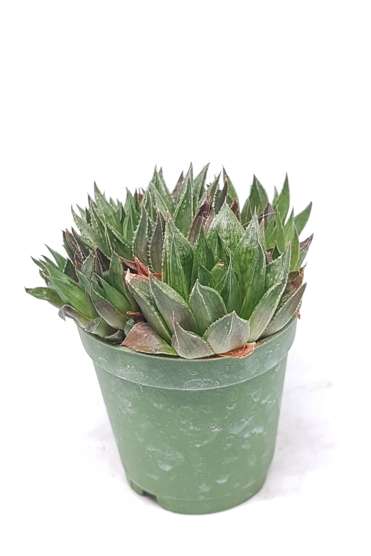 Haworthia Marumiana Koleksiyonluk Tür Sukulent 5.5cm Saksılı 4