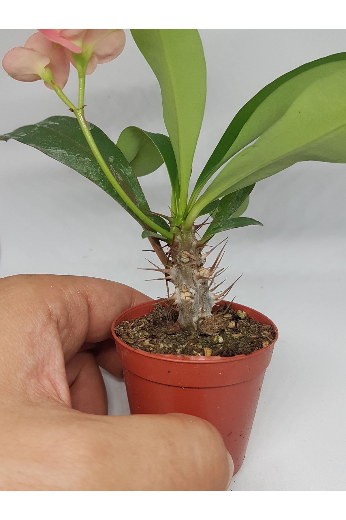 Tayland Mili - Dikenler Tacı Iri Pembe Çiçek Açan 5.5cm Saksılı 2