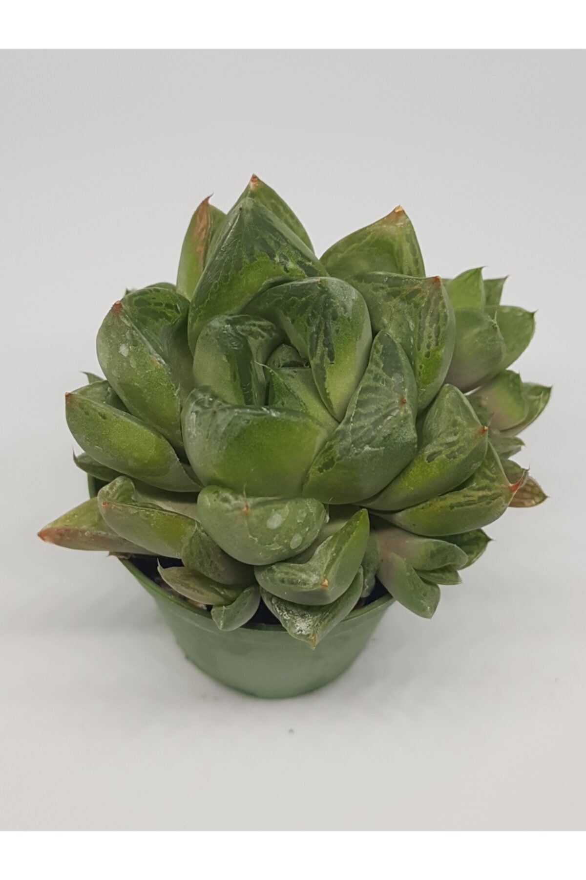 Haworthia Cuspidata Bol Yavrulu Sukulent 5,5cm Saksılı 2