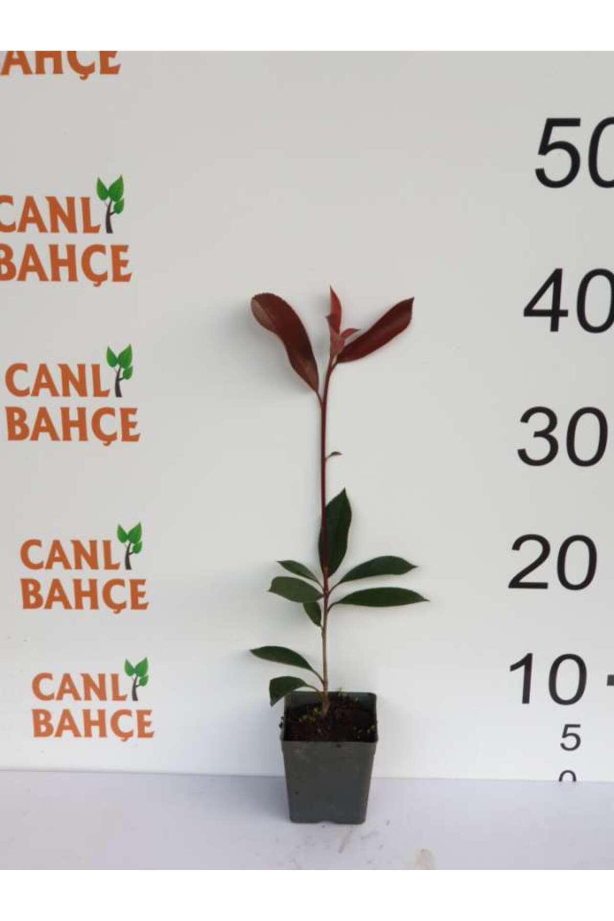 Alev ağacı Fidesi, Mini saksı da, Bol köklü Kendin yetişir,  Yüksek Kalite 2