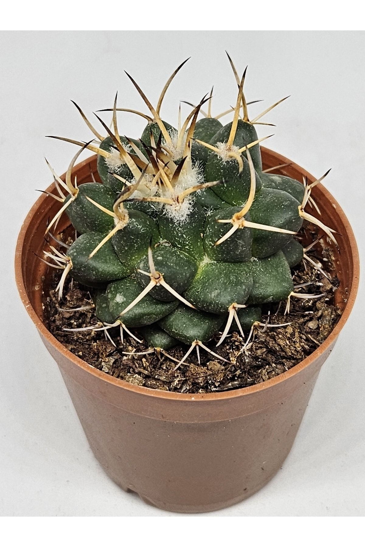 Mammillaria Magnimamma ssp. Kaktüs 5,5cm Saksılı 5