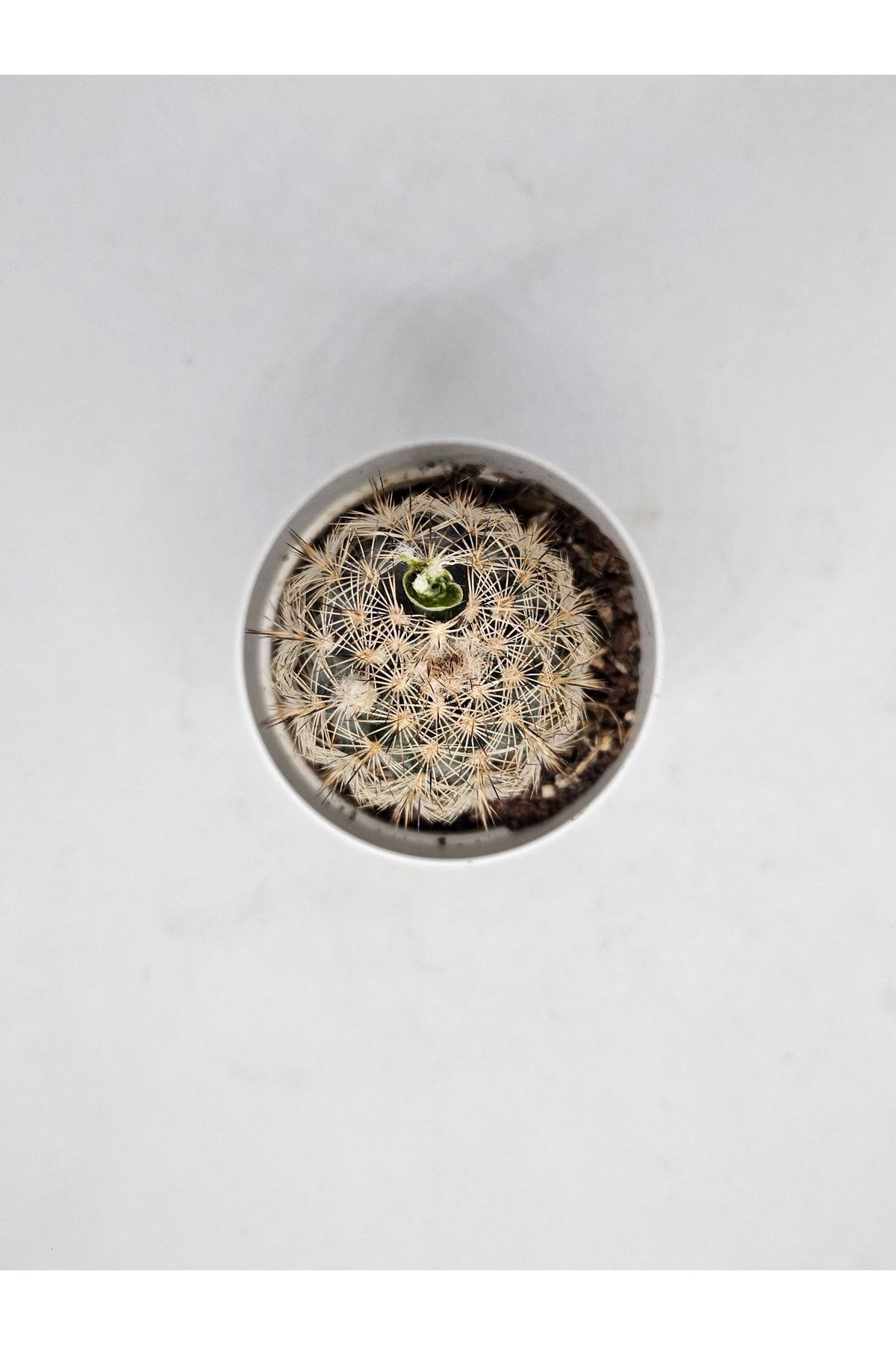 Echinocereus Pectinatus Mis Kokulu Çiçek Açan Kaktüs 5,5cm Saksılı 3