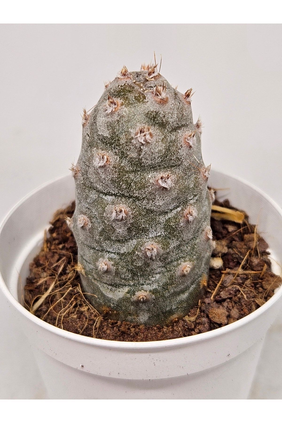 Tephrocactus Articulatus Var. Inermis Parlak Beyaz Çiçek Açan Kaktüs 5,5cm Saksılı 4