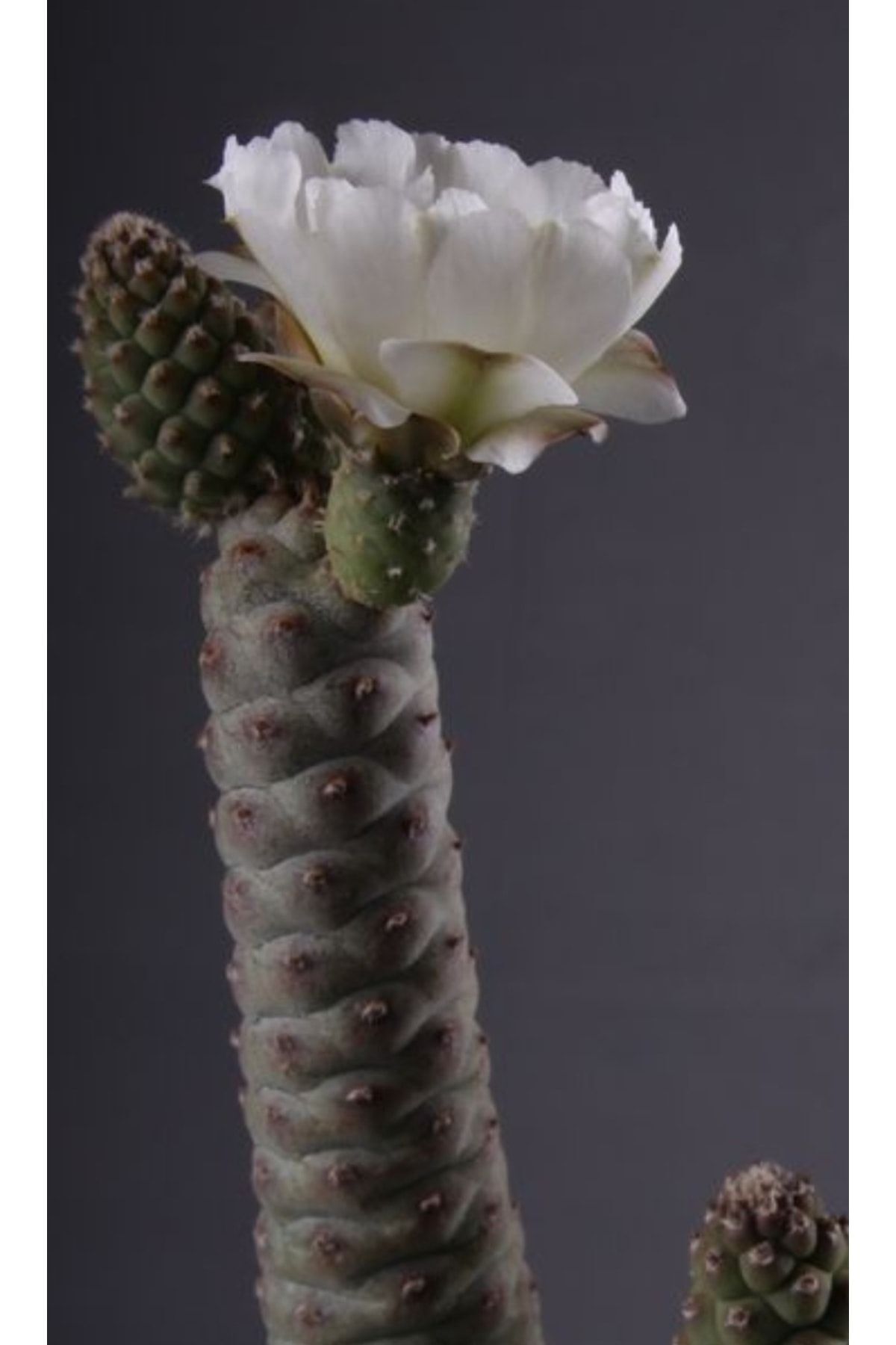 Tephrocactus Articulatus Var. Inermis Parlak Beyaz Çiçek Açan Kaktüs 5,5cm Saksılı 2