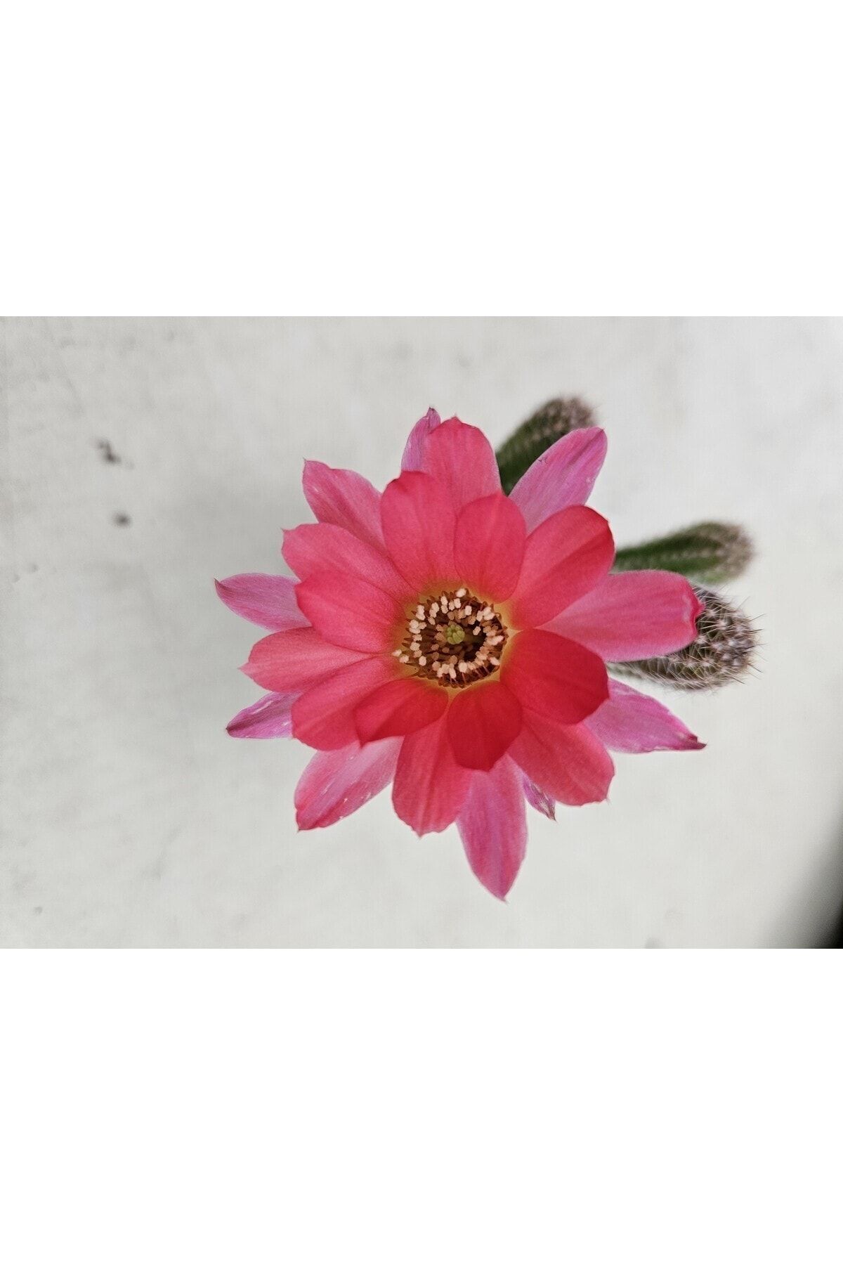 Chamaelobivia cv. Violet Pembe Çiçek Açan Kaktüs 5,5cm Saksılı
