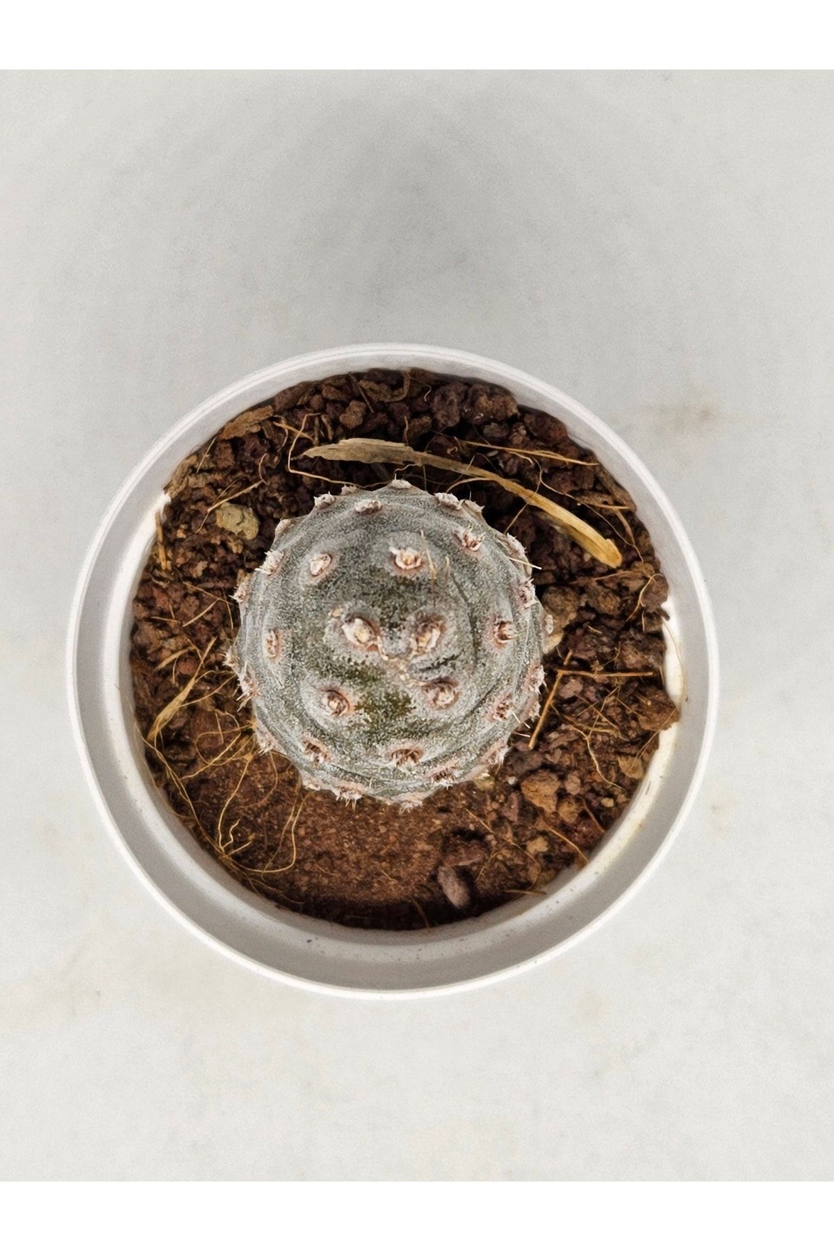 Tephrocactus Articulatus Var. Inermis Parlak Beyaz Çiçek Açan Kaktüs 5,5cm Saksılı 5
