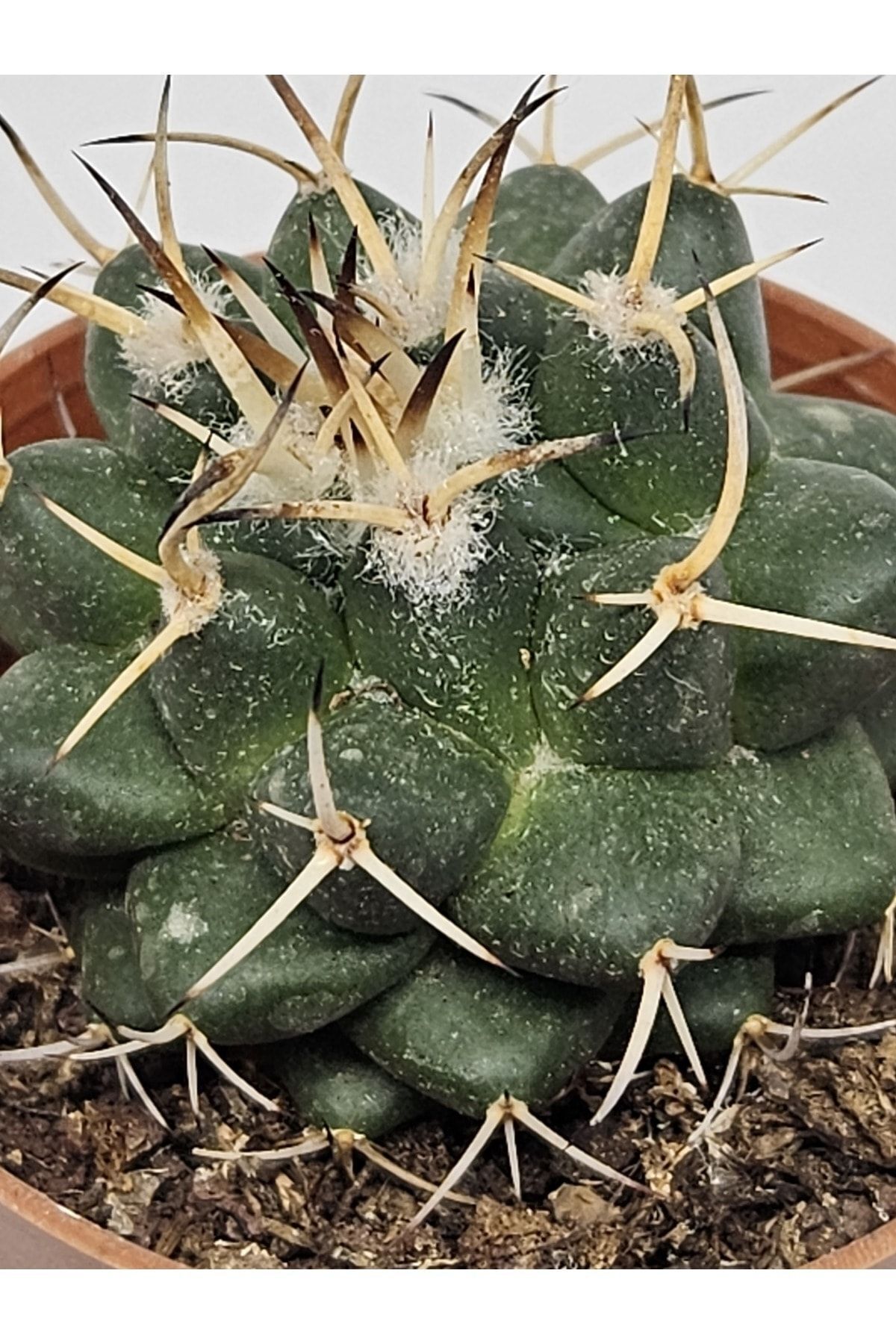 Mammillaria Magnimamma ssp. Kaktüs 5,5cm Saksılı 4