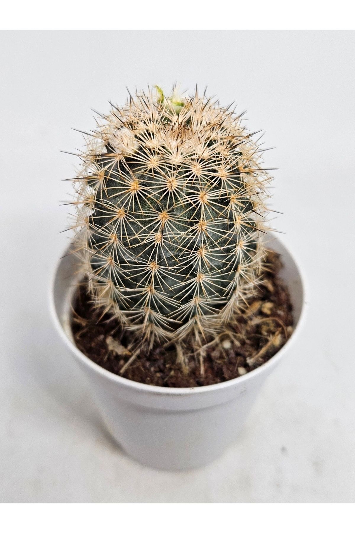Echinocereus Pectinatus Mis Kokulu Çiçek Açan Kaktüs 5,5cm Saksılı 4
