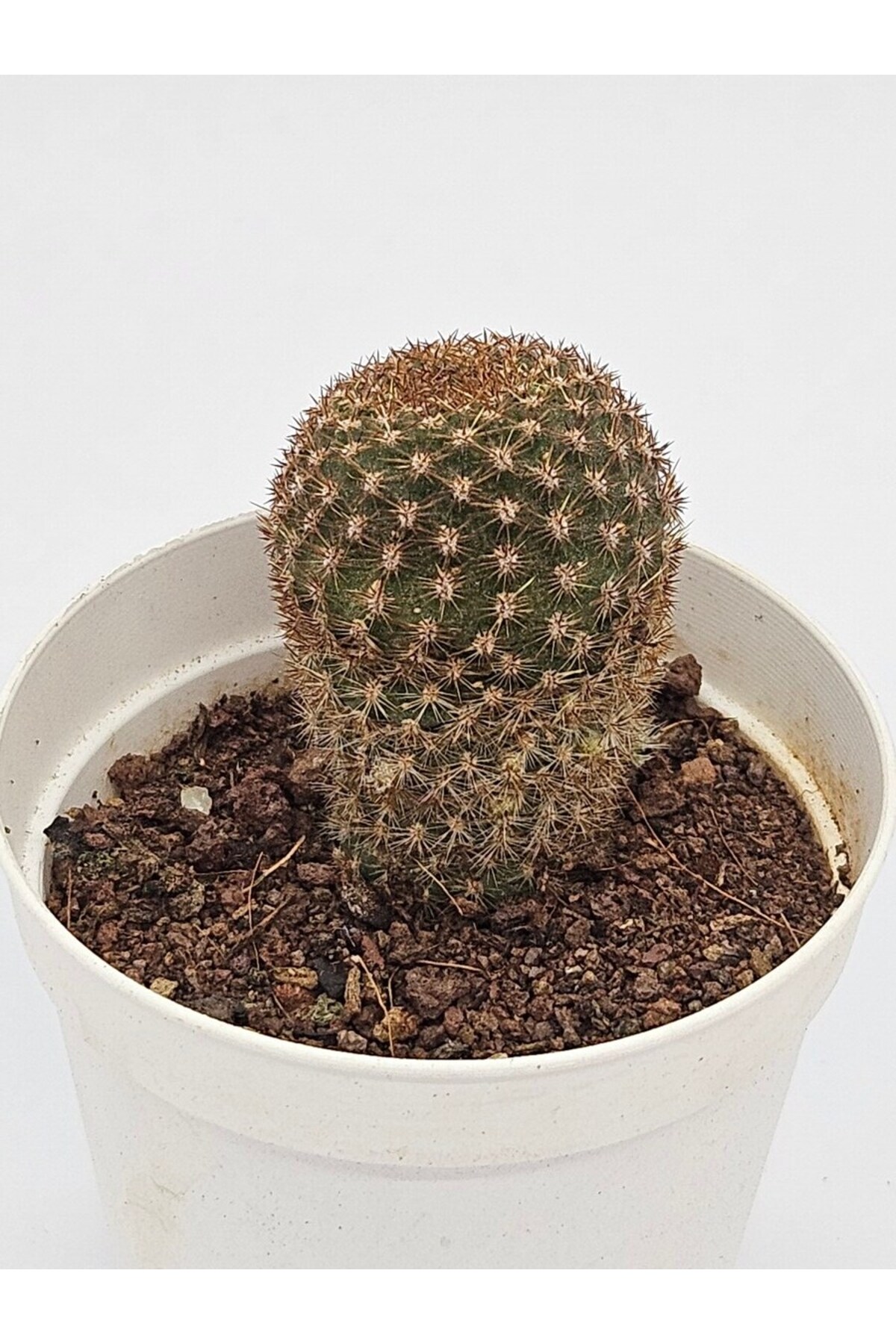 Rebutia Perplexa Bol Yavru Veren Çoklu Çiçek Açan Kaktüs 5,5cm Saksılı 2