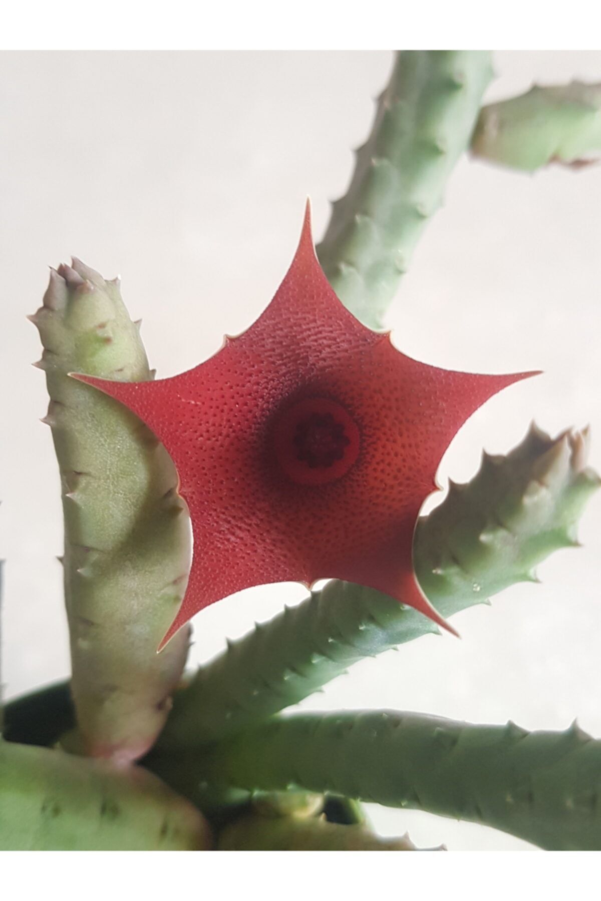 Huernia Pendula Leş Kaktüs 5,5cm Saksılı