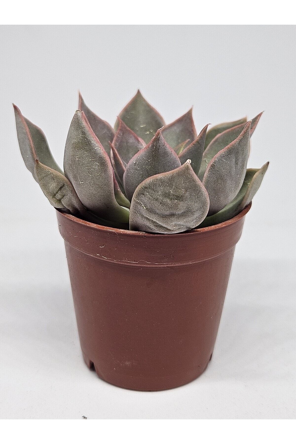 Echeveria Mensa Sukulent.5cm Saksılı 3
