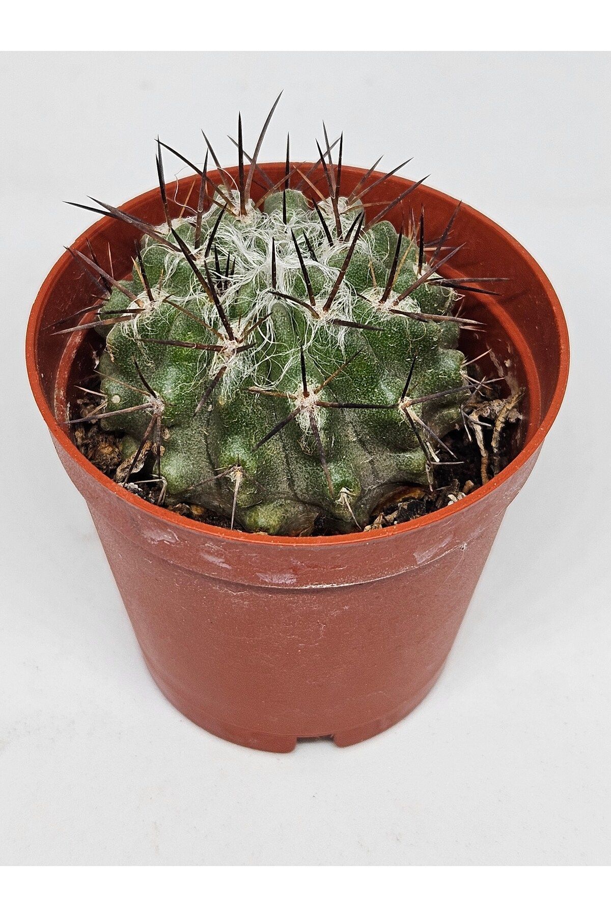 Copiapoaleonensis Çok Nadir Ve Koleksiyonluk Tür Kaktüs 5.5cm Saksılı 2