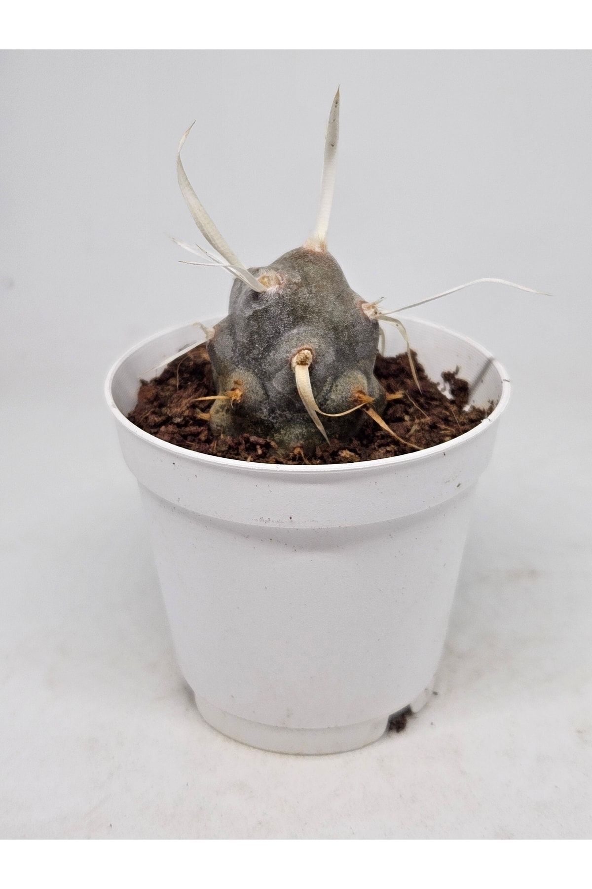 Tephrocactus Articulatus Papyracanthus Beyaz Çiçek Açan Kaktüs 5,5cm Saksılı 4