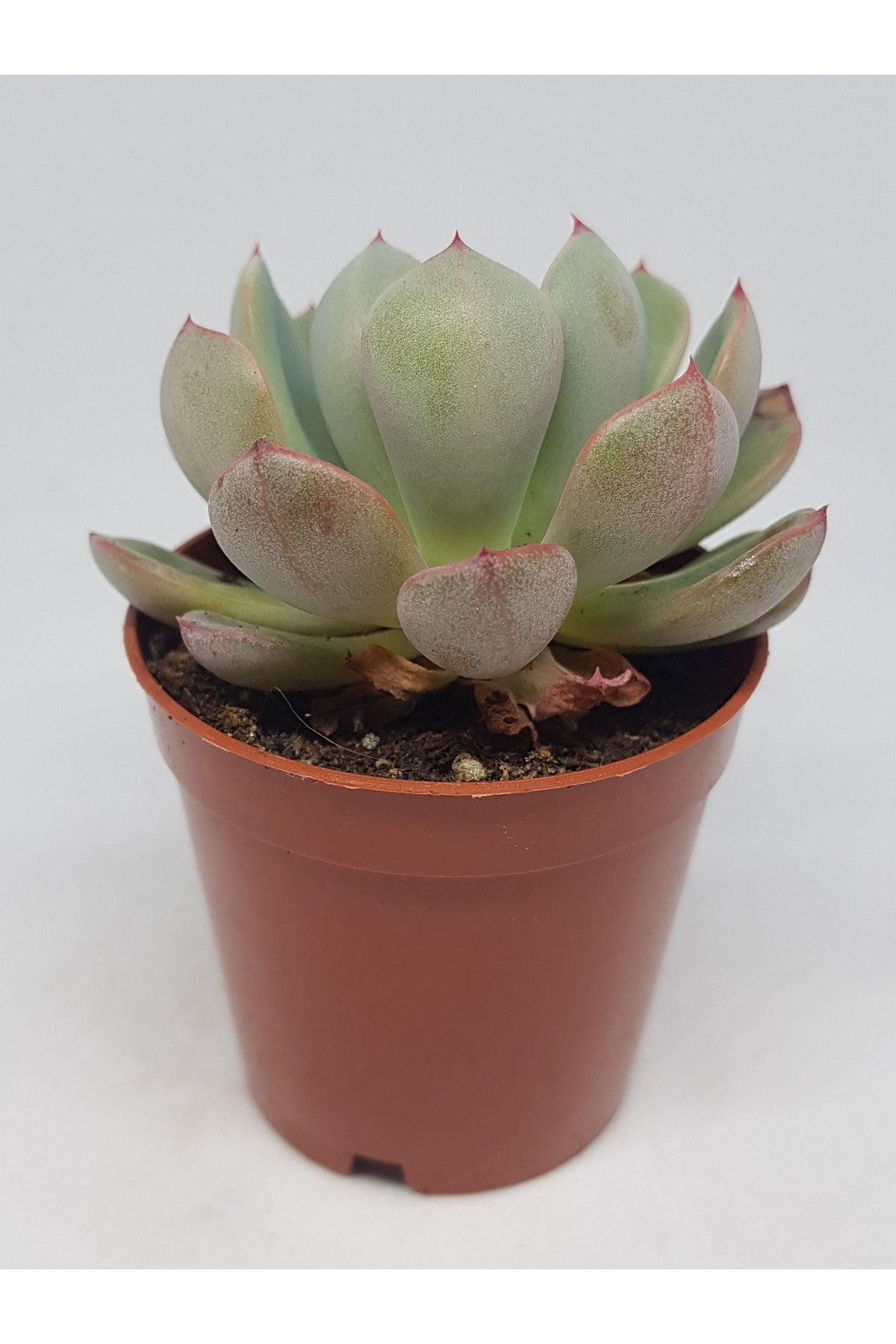 Echeveria Nanahukumini Nadir Ve Koleksiyonluk Sukulent 5,5cm Saksılı 2