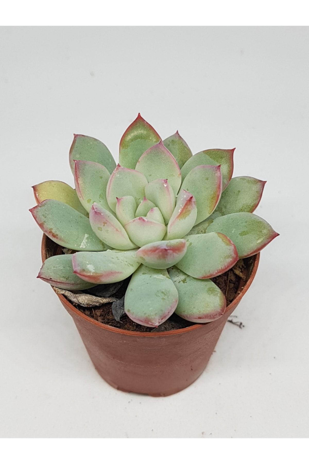 Echeveria Pink Line Sukulent 5,5cm Saksılı 2