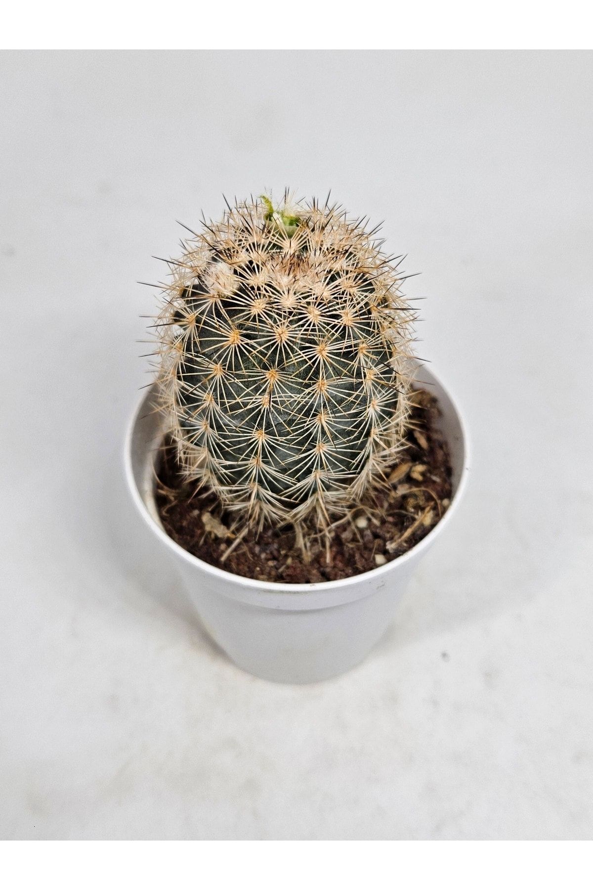 Echinocereus Pectinatus Mis Kokulu Çiçek Açan Kaktüs 5,5cm Saksılı 5