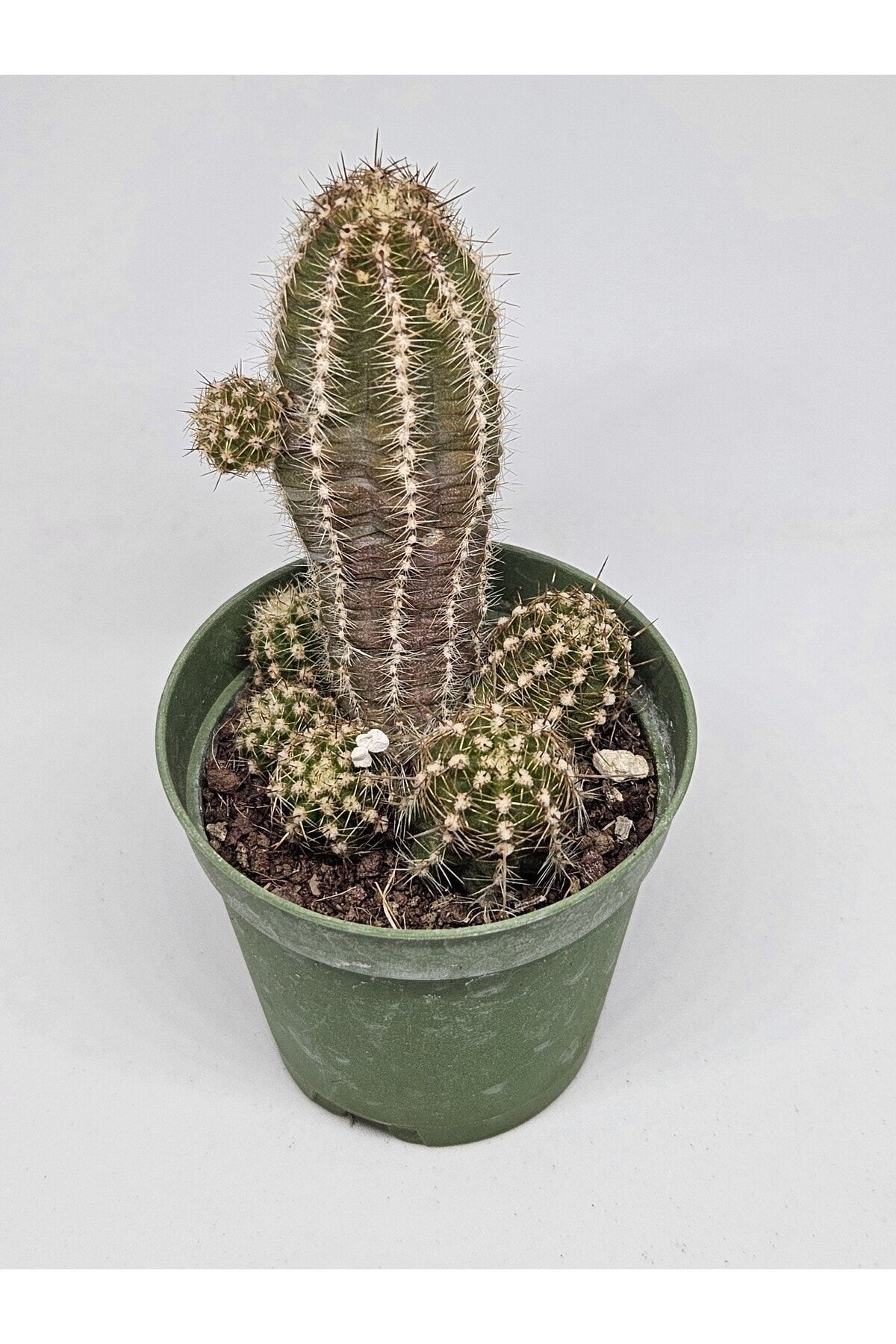 Chamaelobivia cv. Violet Pembe Çiçek Açan Kaktüs 5,5cm Saksılı 4