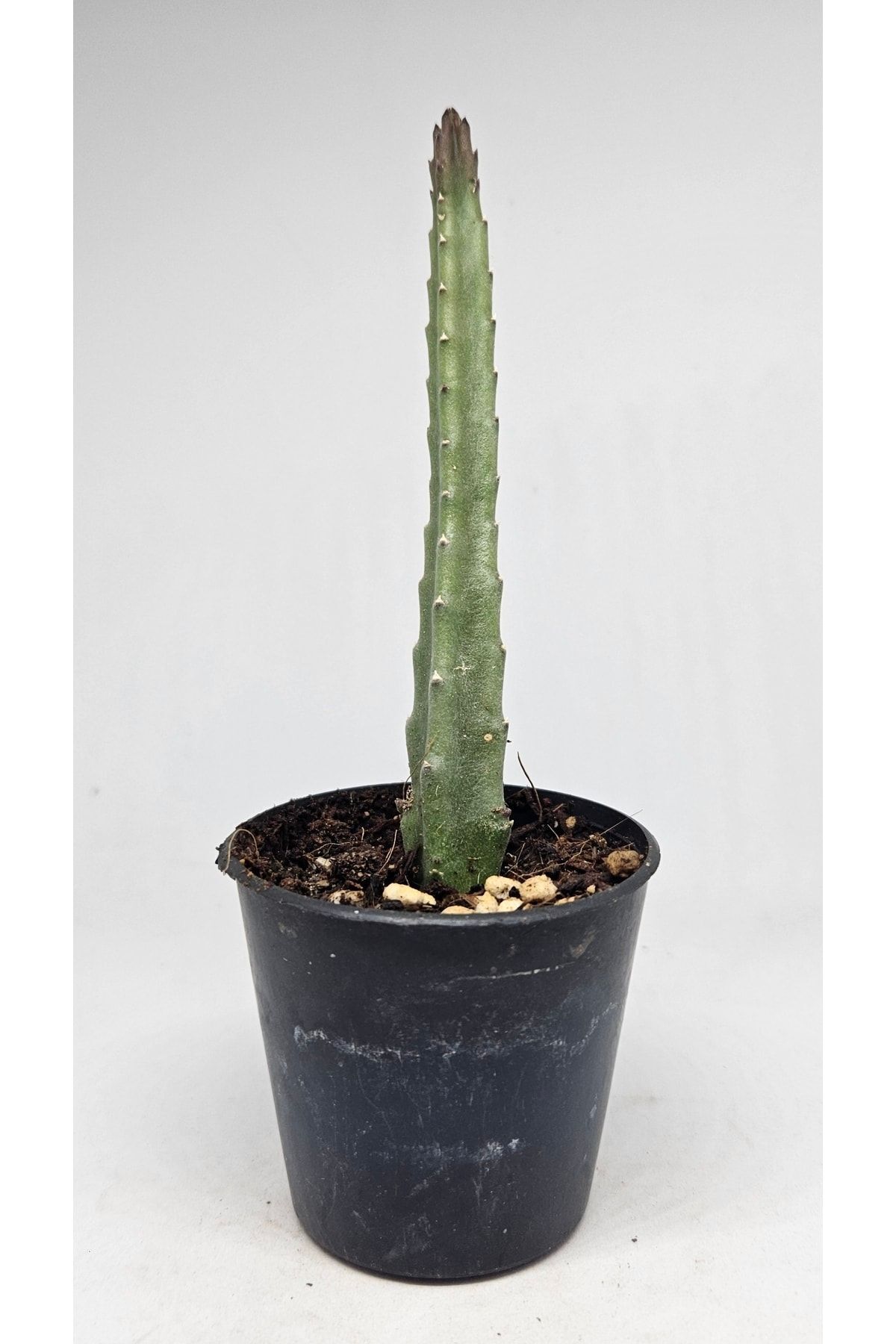 Stapelia Hirsuta Mini Nadir Ve Koleksiyonluk Tür Leş Kaktüs 5.5cm Saksılı 2