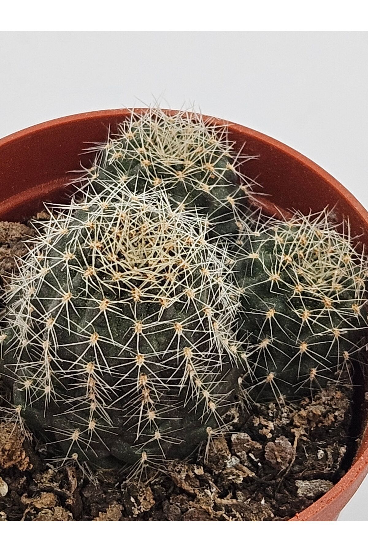 Rebutia Hybrid Turuncu Çiçek Açan Kaktüs 5,5cm Saksılı 2