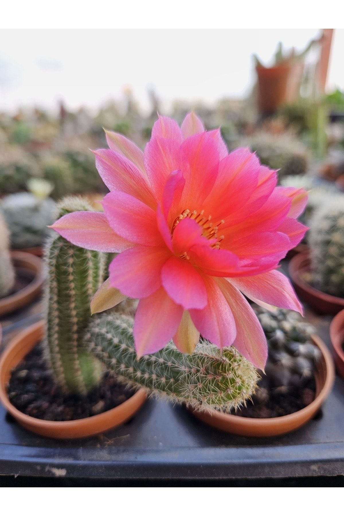 Chamaelobivia Rose Quartz Koleksiyonluk ve Nadir Tür Kaktüs 5,5cm Saksılı 2