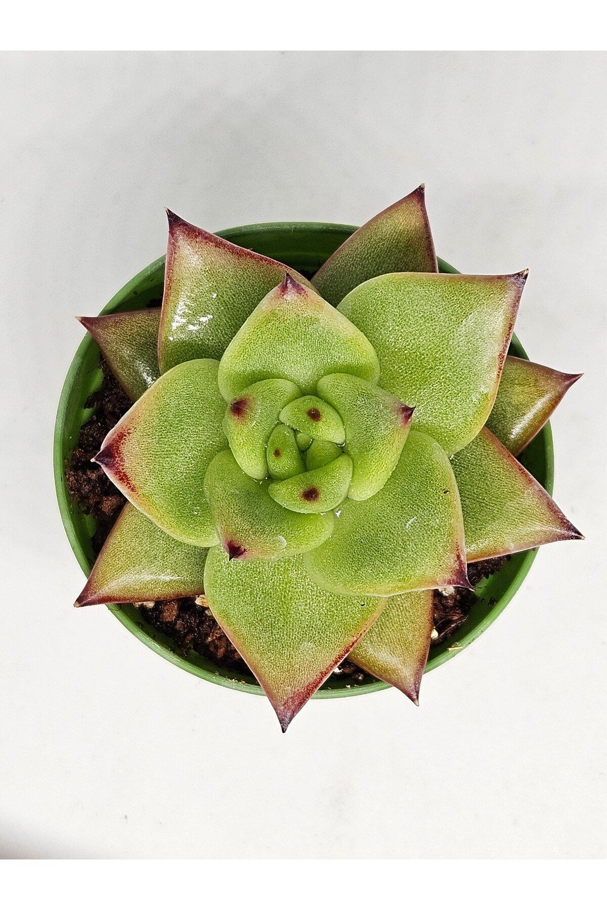 Echeveria Ebony x Electra Koleksiyonluk Tür Sukulent 5,5cm Saksılı