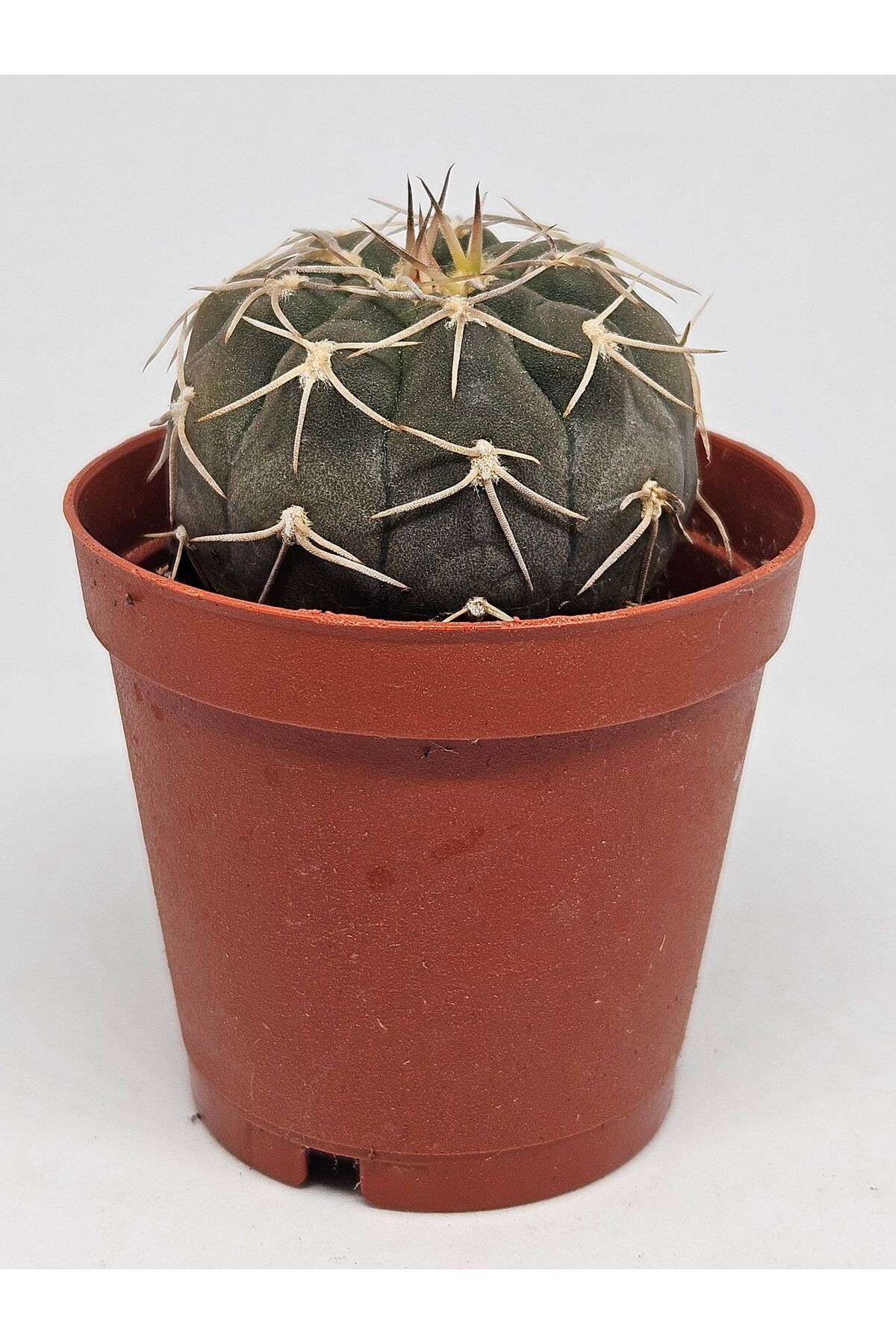Gymnocalycium Spegazzinii  Nadir ve Koleksiyonluk Tür Kaktüs 5.5cm Saksılı 4