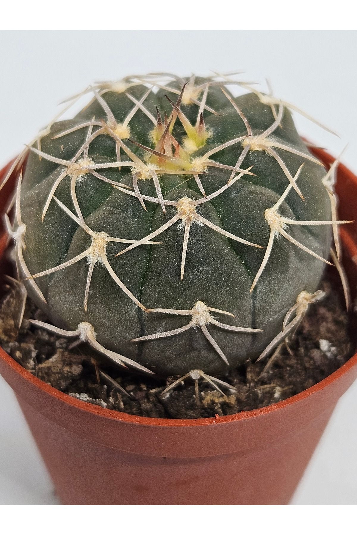 Gymnocalycium Spegazzinii  Nadir ve Koleksiyonluk Tür Kaktüs 5.5cm Saksılı 3