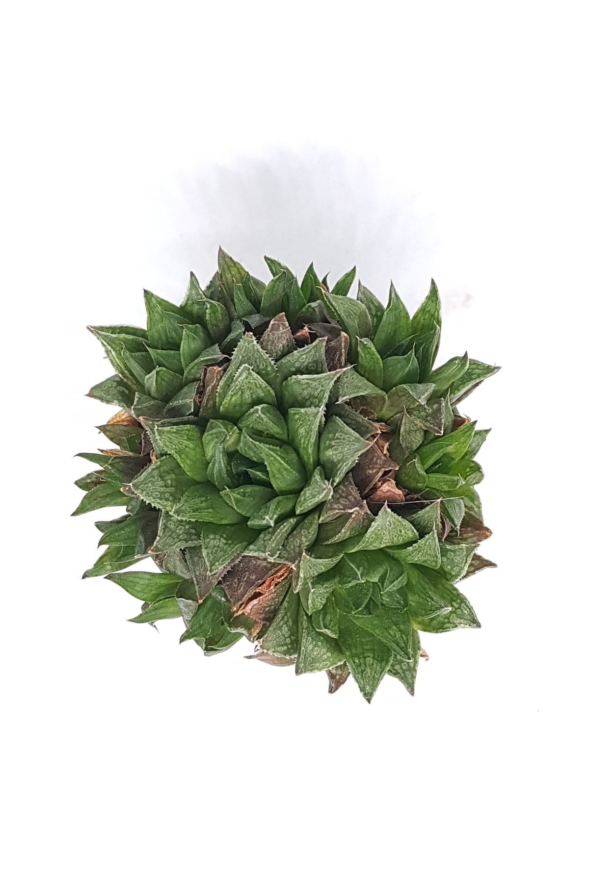 Haworthia Marumiana Koleksiyonluk Tür Sukulent 5.5cm Saksılı 3