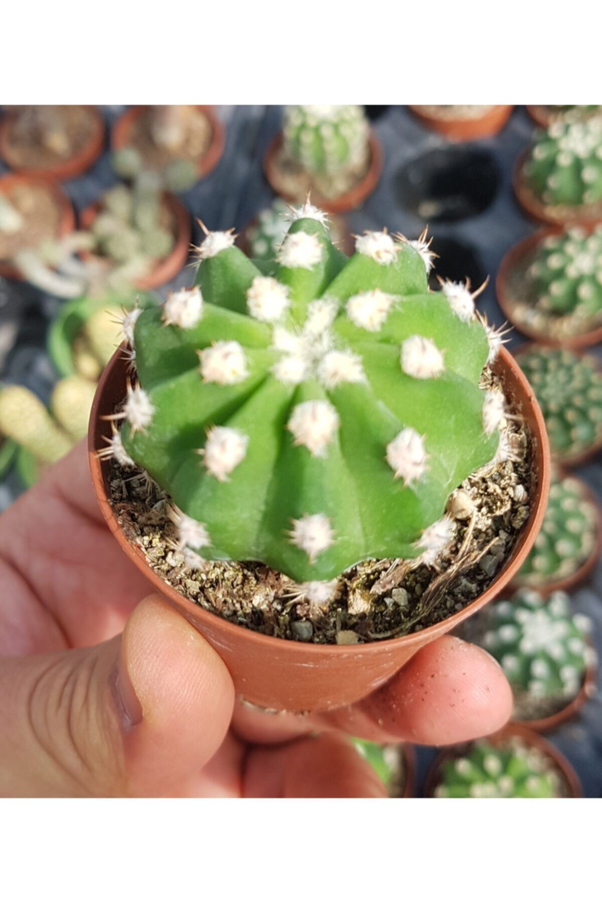 Echinopsis Subdenudata Iri Beyaz Çicek Açan Kaktüs 5,5cm 2