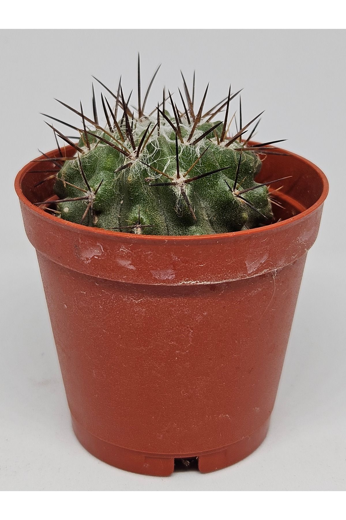 Copiapoaleonensis Çok Nadir Ve Koleksiyonluk Tür Kaktüs 5.5cm Saksılı 4