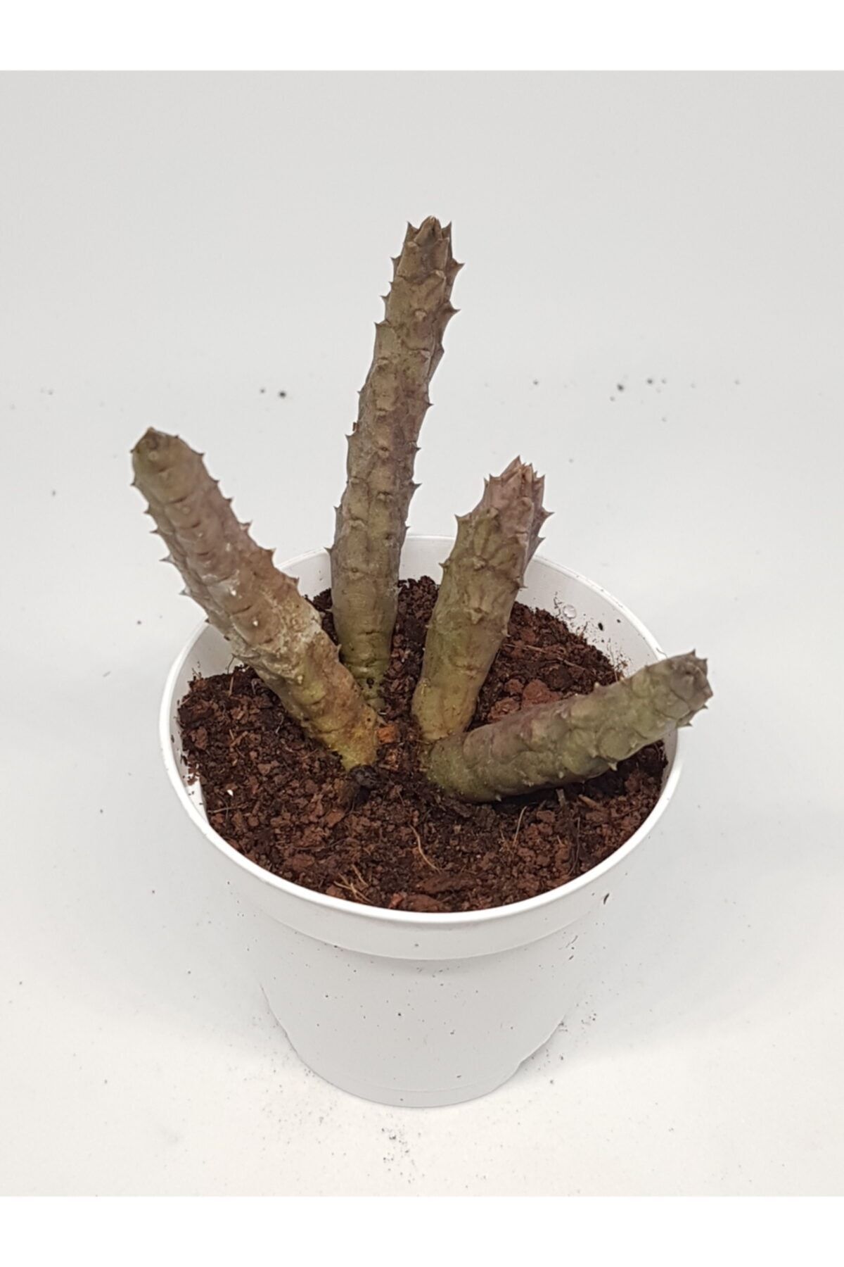 Huernia Pendula Leş Kaktüs 5,5cm Saksılı 2