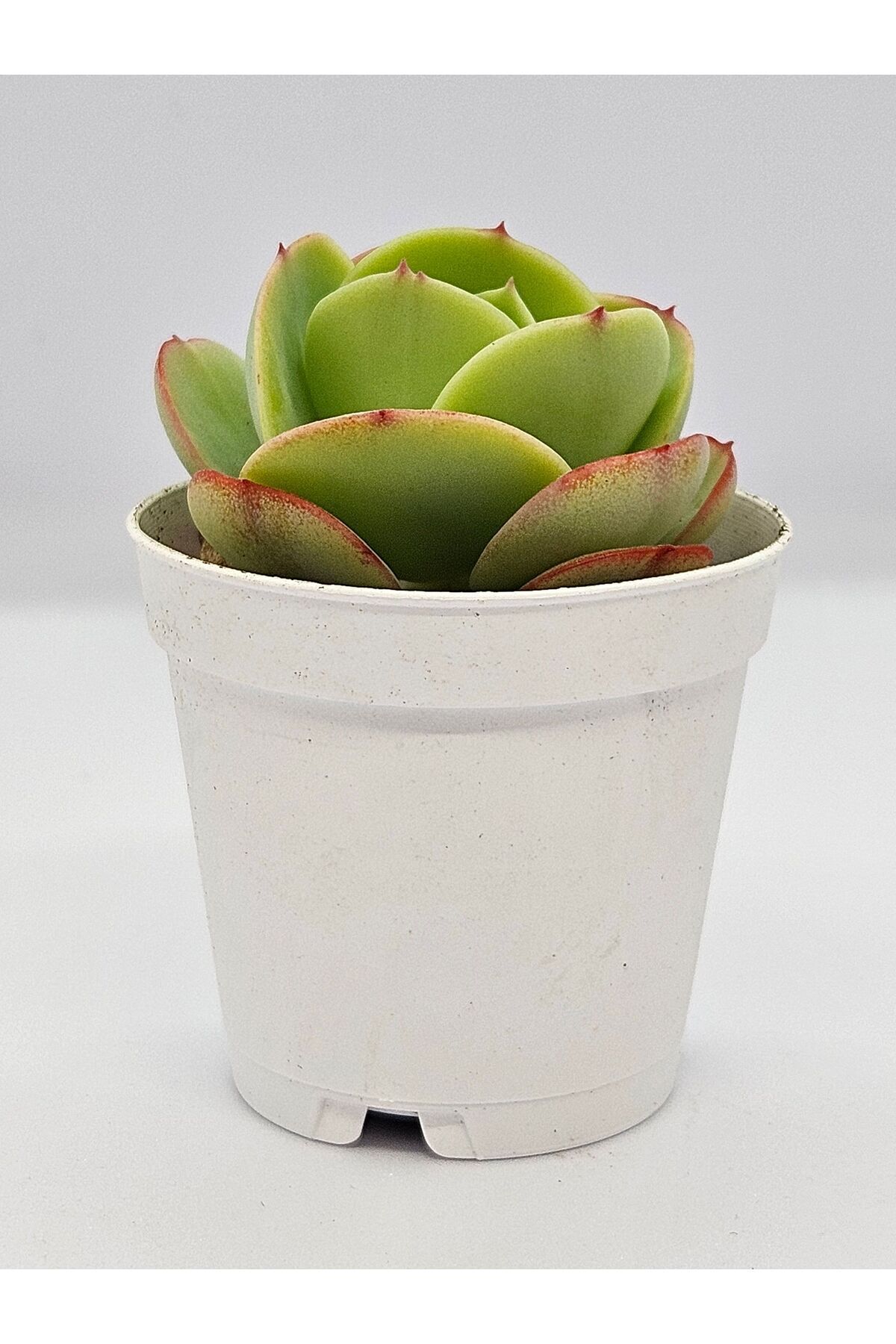 Echeveria Mocha İthal Koleksiyonluk Tür Sukulent 5,5cm Saksılı 4