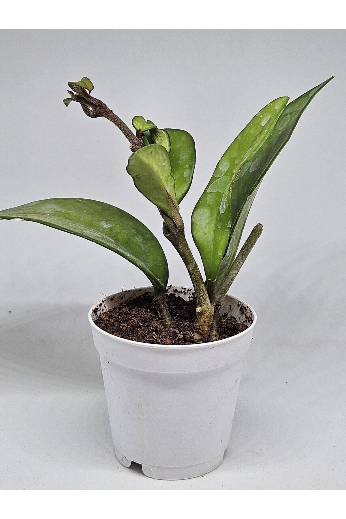 Hoya Carnosa - Mum Çiçeği 5.5cm Saksılı 3