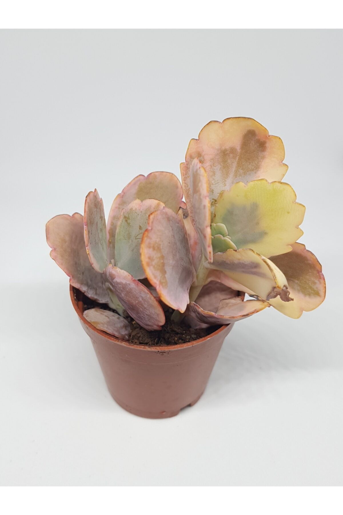 Bryophyllum Fedtschenkoi Variegated Sukulent 5,5cm Saksılı