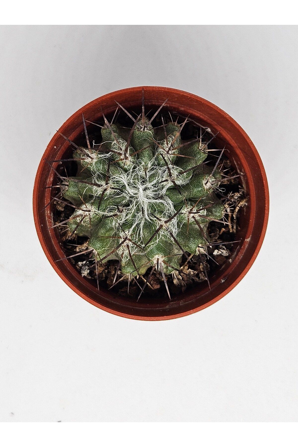 Copiapoaleonensis Çok Nadir Ve Koleksiyonluk Tür Kaktüs 5.5cm Saksılı 3