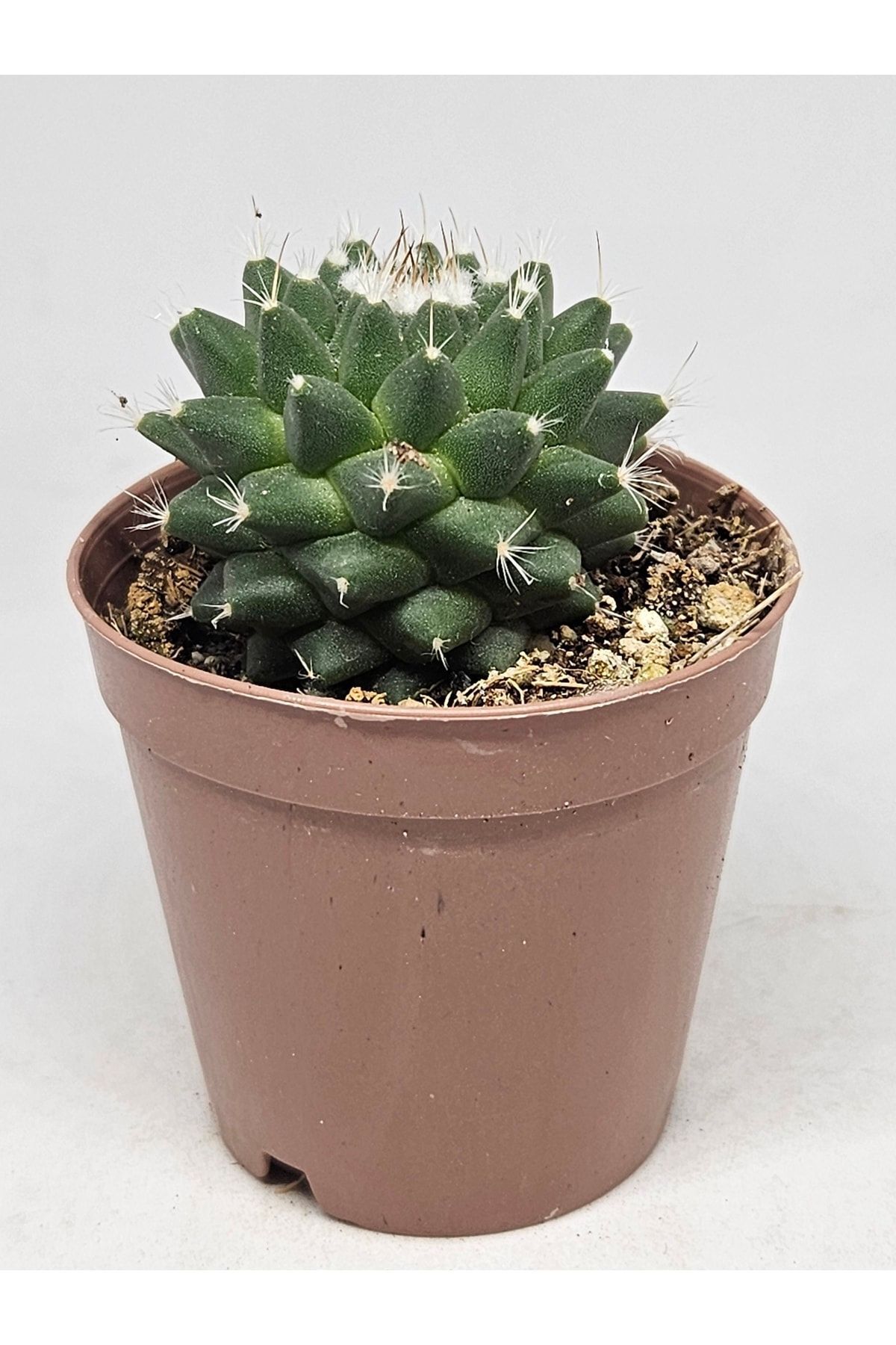 Mammillaria Polythele F. Inermis Kaktüs 5,5cm Saksılı 5