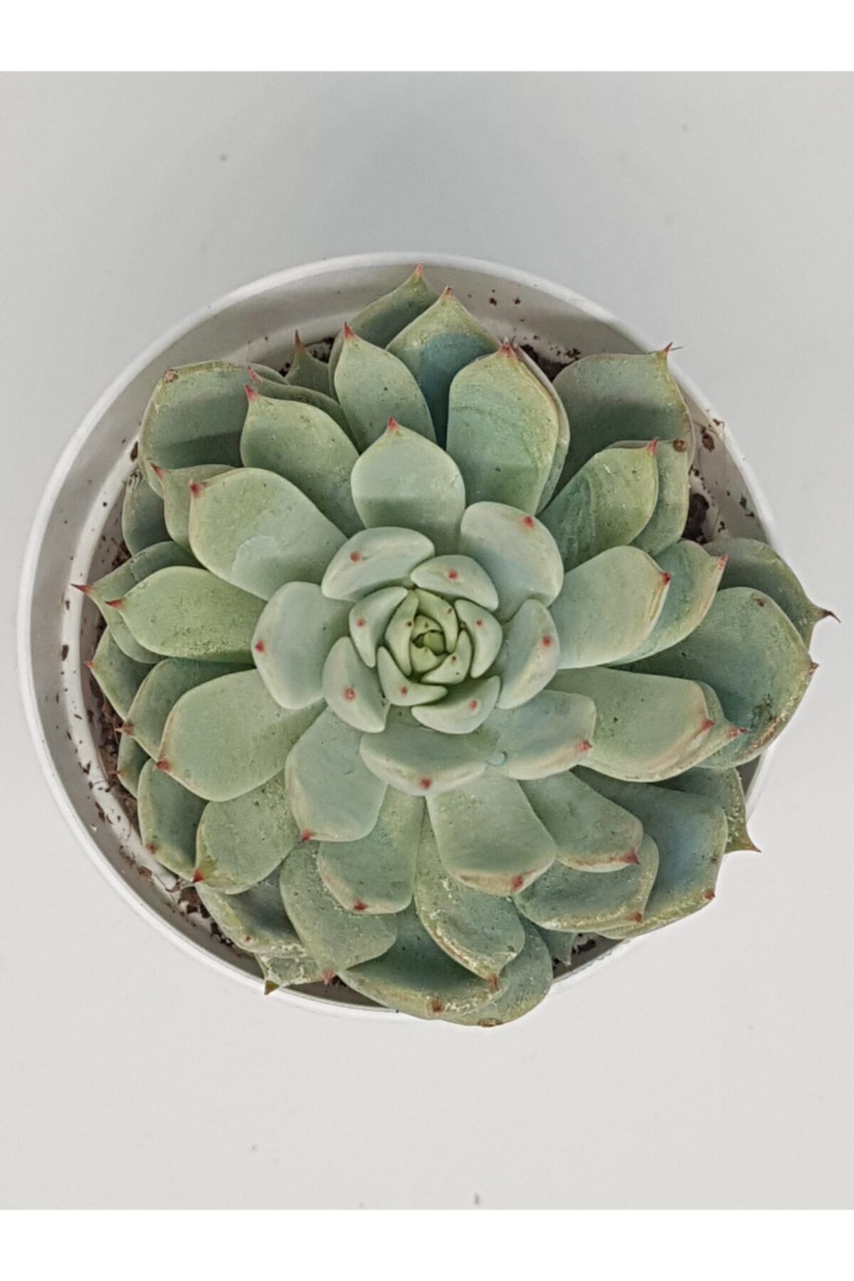 Echeveria Alienor Koleksiyonluk Ve Nadir Tür Sukulent 5,5cm Saksılı 2