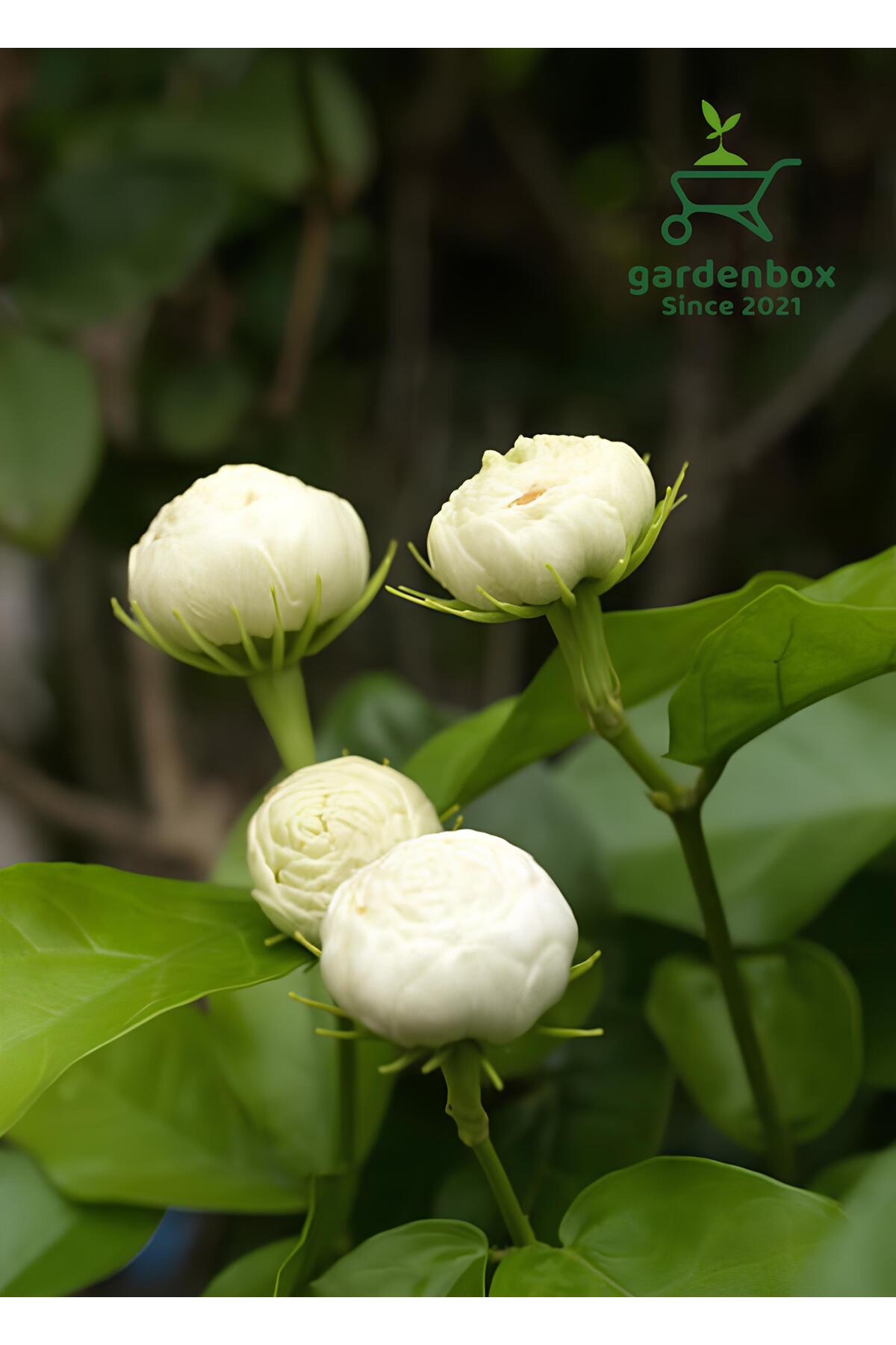 Fragrant Layered Full Jasmine Flower 1 Potted 40-60Cm (Jasminum Sambac)