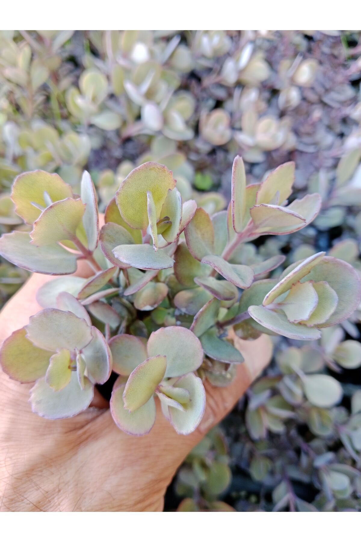 Ravza Çiçekçilik Sedum Cauticola 5.5 Cm Saksıda Güneş de Pembeleşir