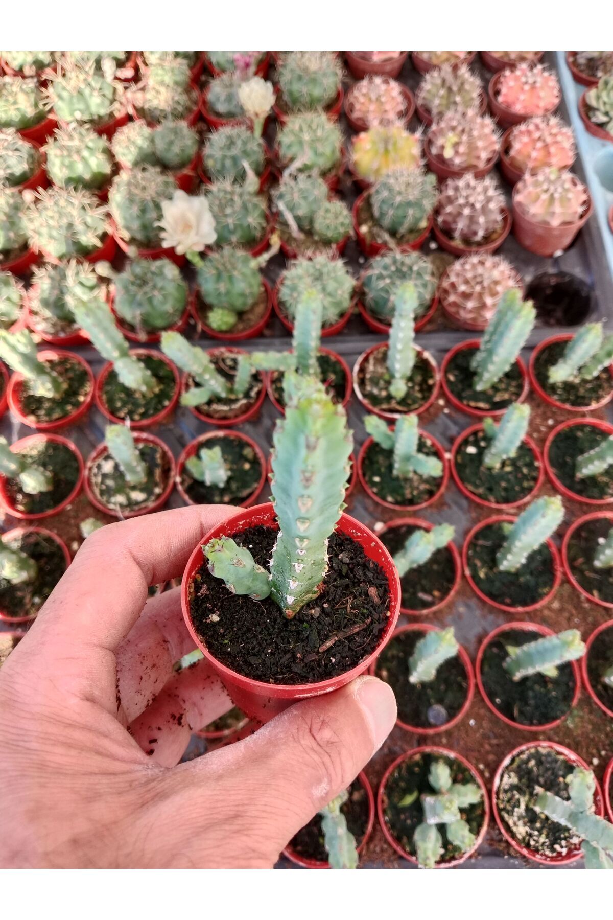 Ravza Çiçekçilik Euphorbia Resinifera Dört Köşeli Özel Kaktüs ? 5