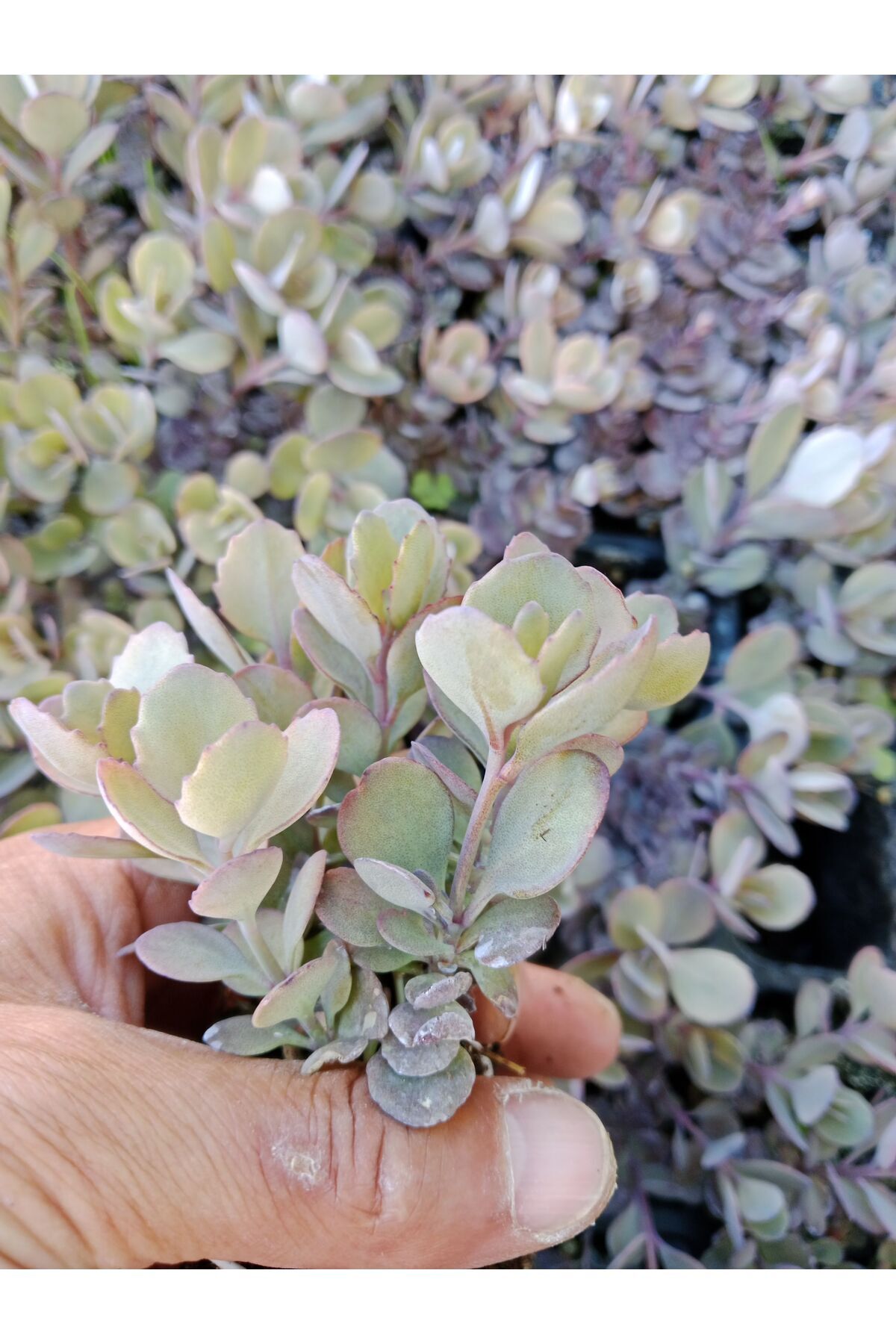 Ravza Çiçekçilik Sedum Cauticola 5.5 Cm Saksıda Güneş de Pembeleşir