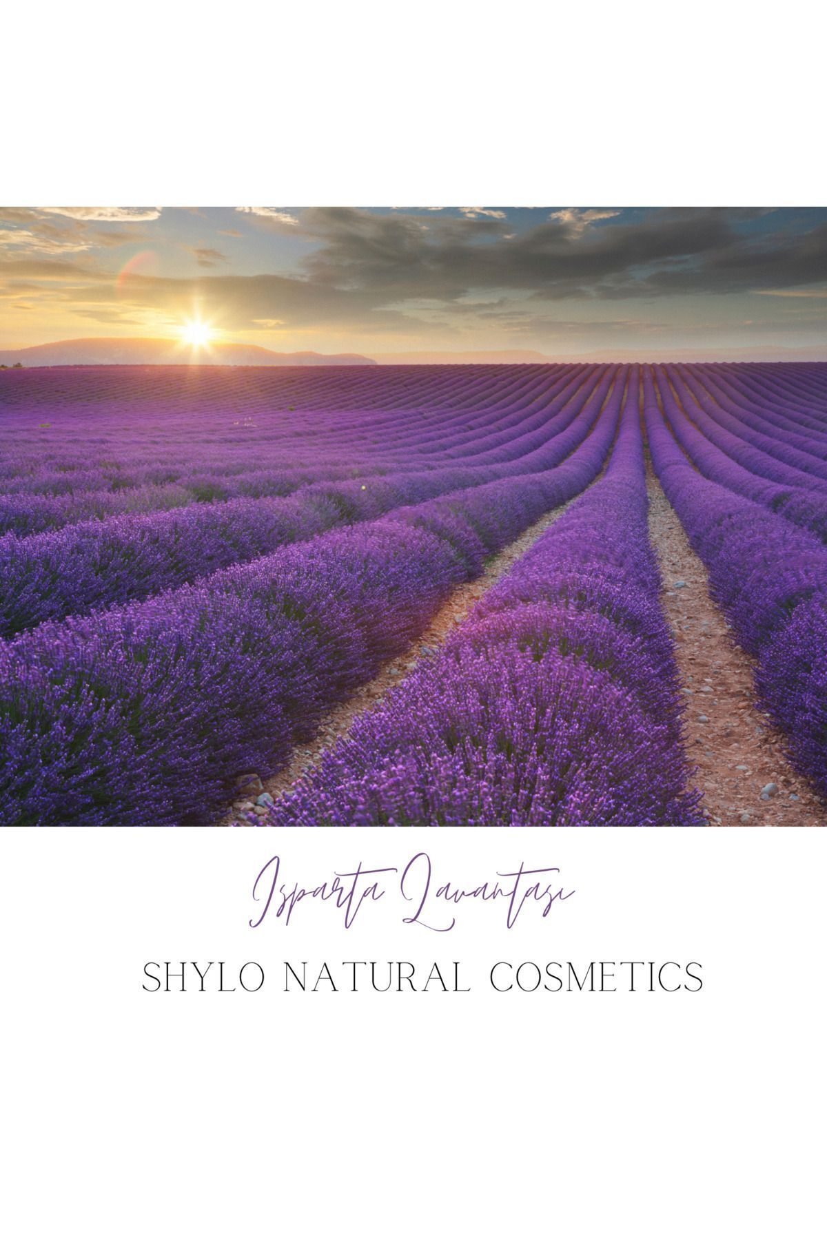سرم و روغن مو مردانه زنانه معجزه شیلو اسطوخودوس معطر زیبایی طبیعی 50 میل Shylo Natural Cosmetics